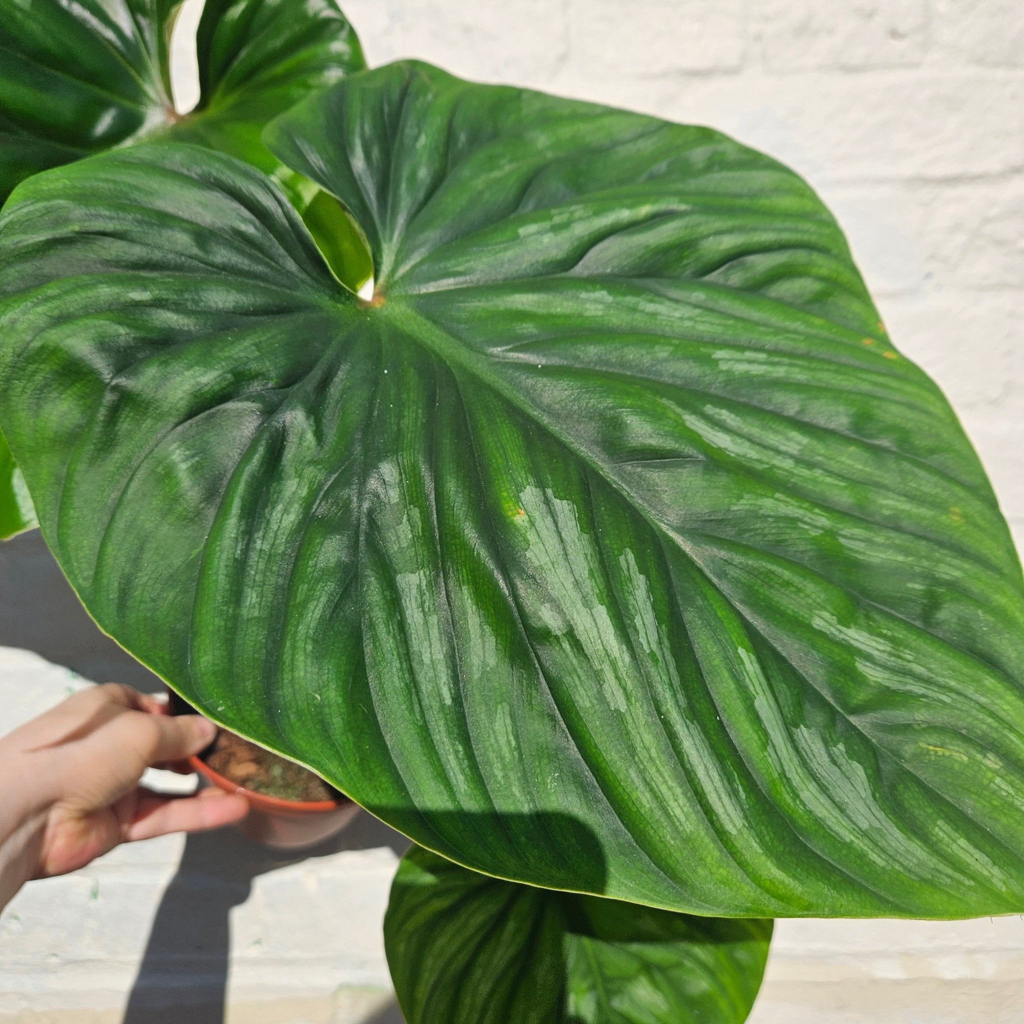 Philodendron plowmanii - SGP Garden Ltd