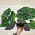 Philodendron plowmanii - SGP Garden Ltd