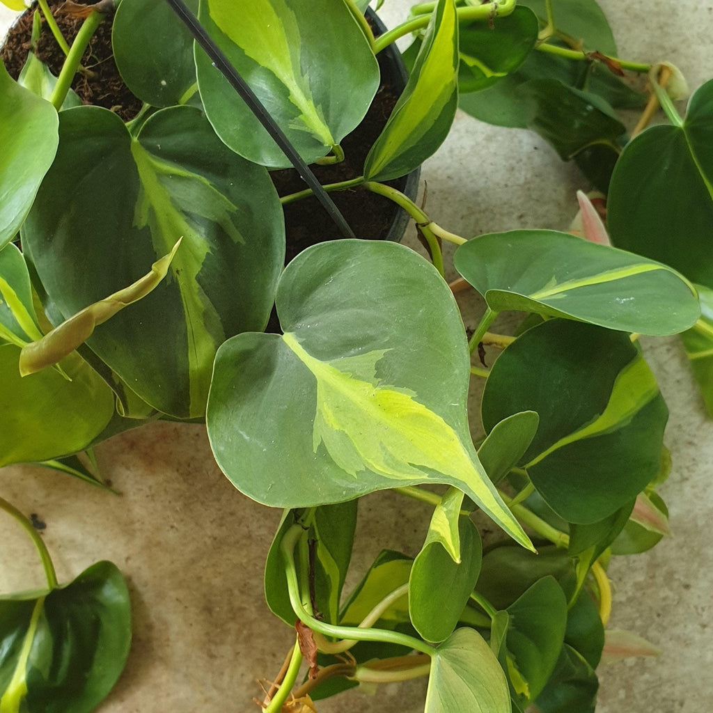 Philodendron scandens 'Brasil' - SGP Garden Ltd