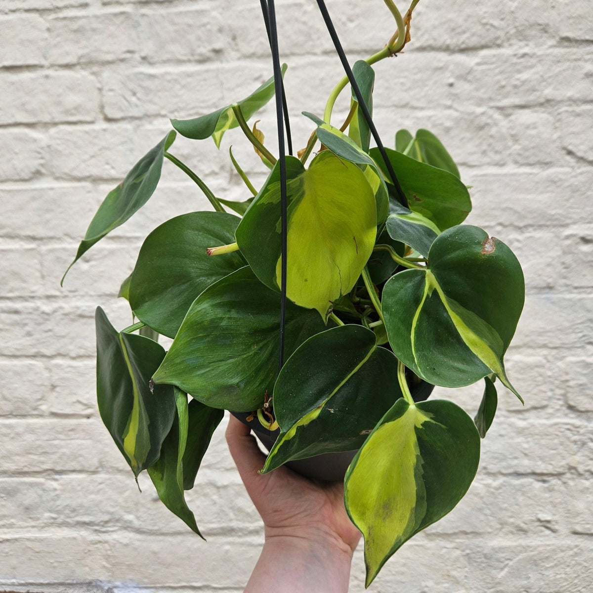 Philodendron scandens 'Brasil' - SGP Garden Ltd