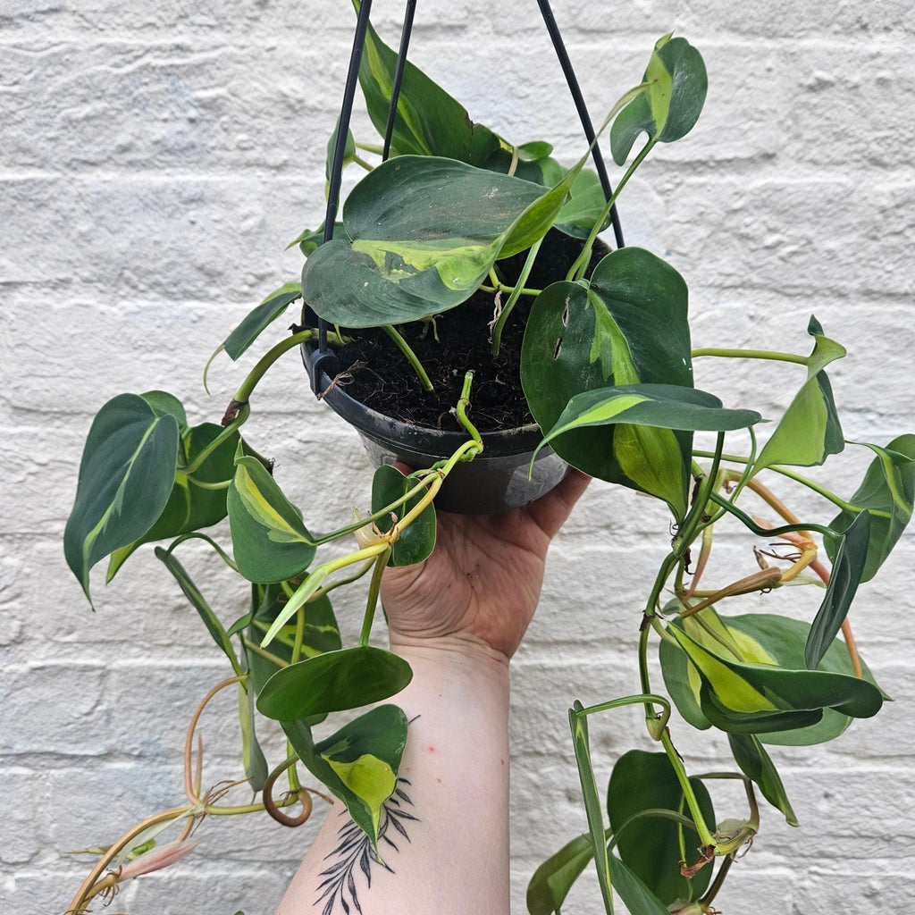 Philodendron scandens 'Brasil' - SGP Garden Ltd