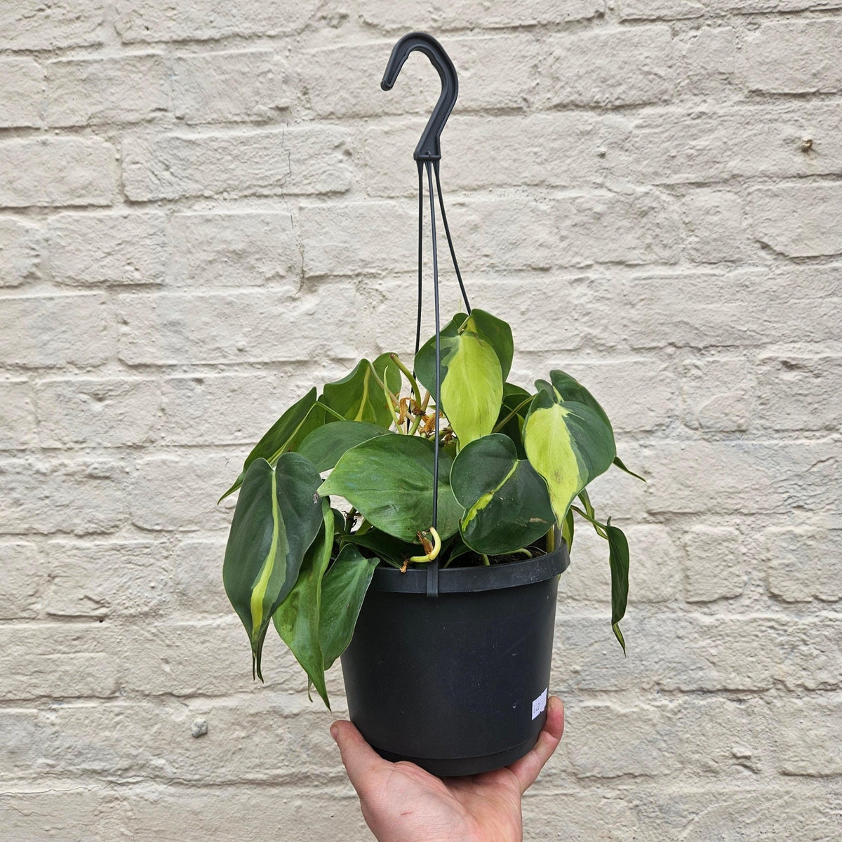 Philodendron scandens 'Brasil' - SGP Garden Ltd
