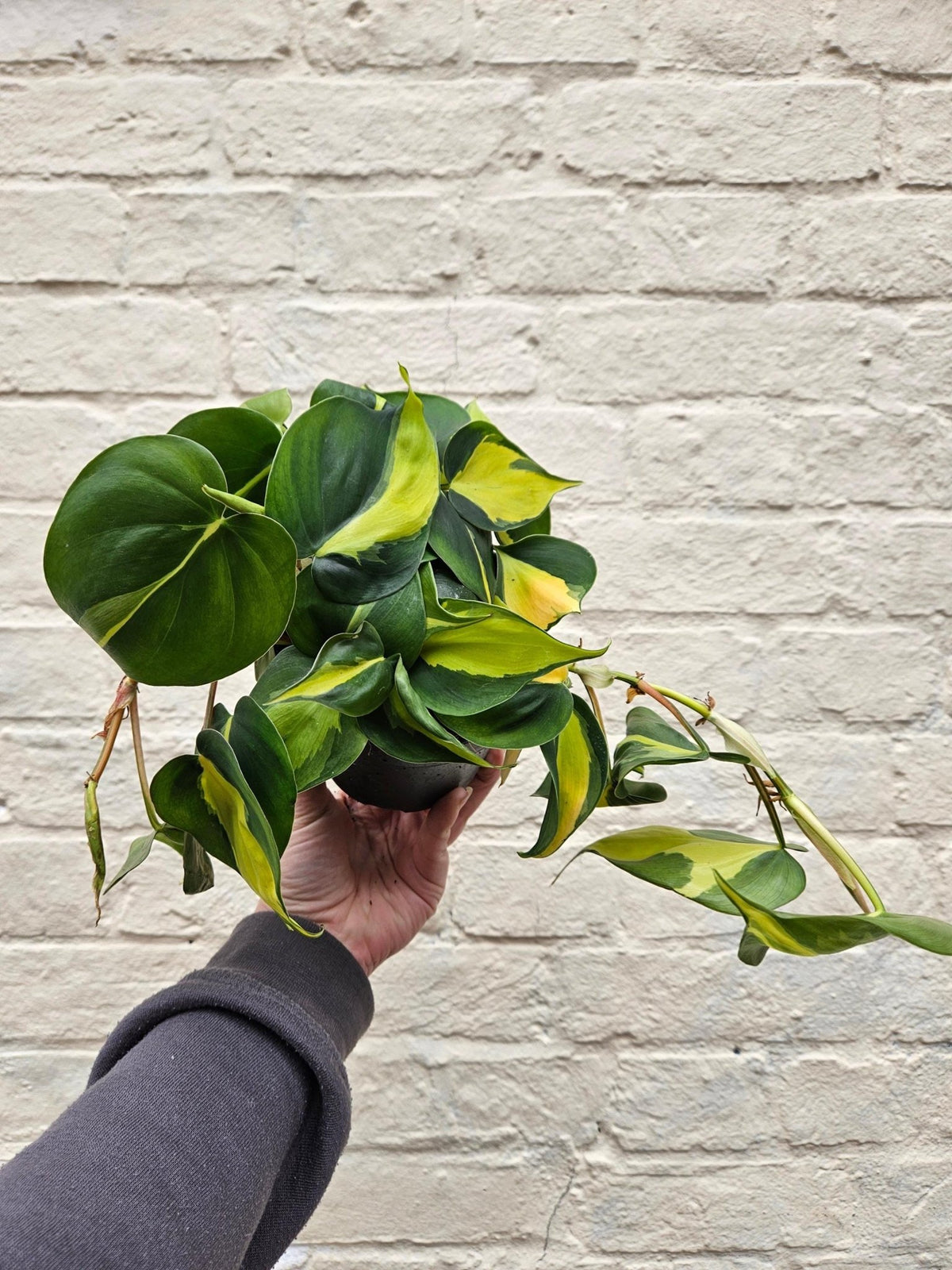 Philodendron scandens 'Brasil' - SGP Garden Ltd