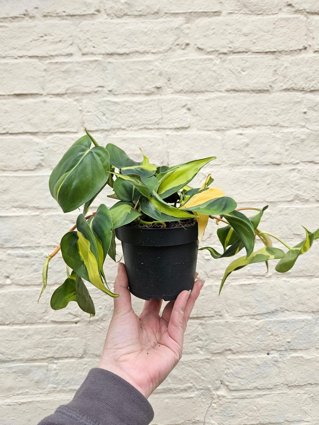 Philodendron scandens 'Brasil' - SGP Garden Ltd
