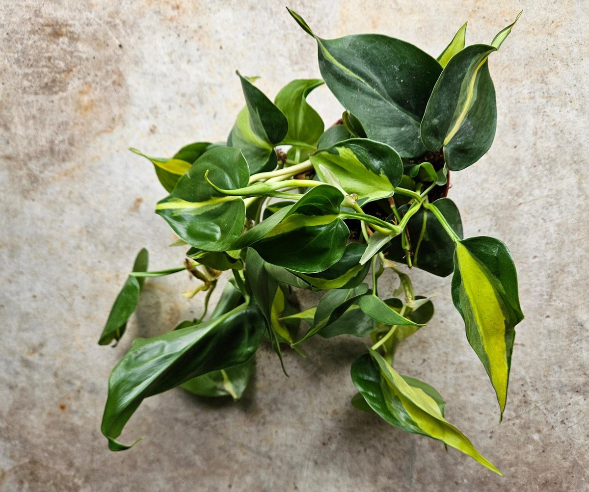 Philodendron scandens 'Brasil' - SGP Garden Ltd