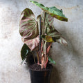 Philodendron verrucosum 'incensi' - SGP Garden Ltd