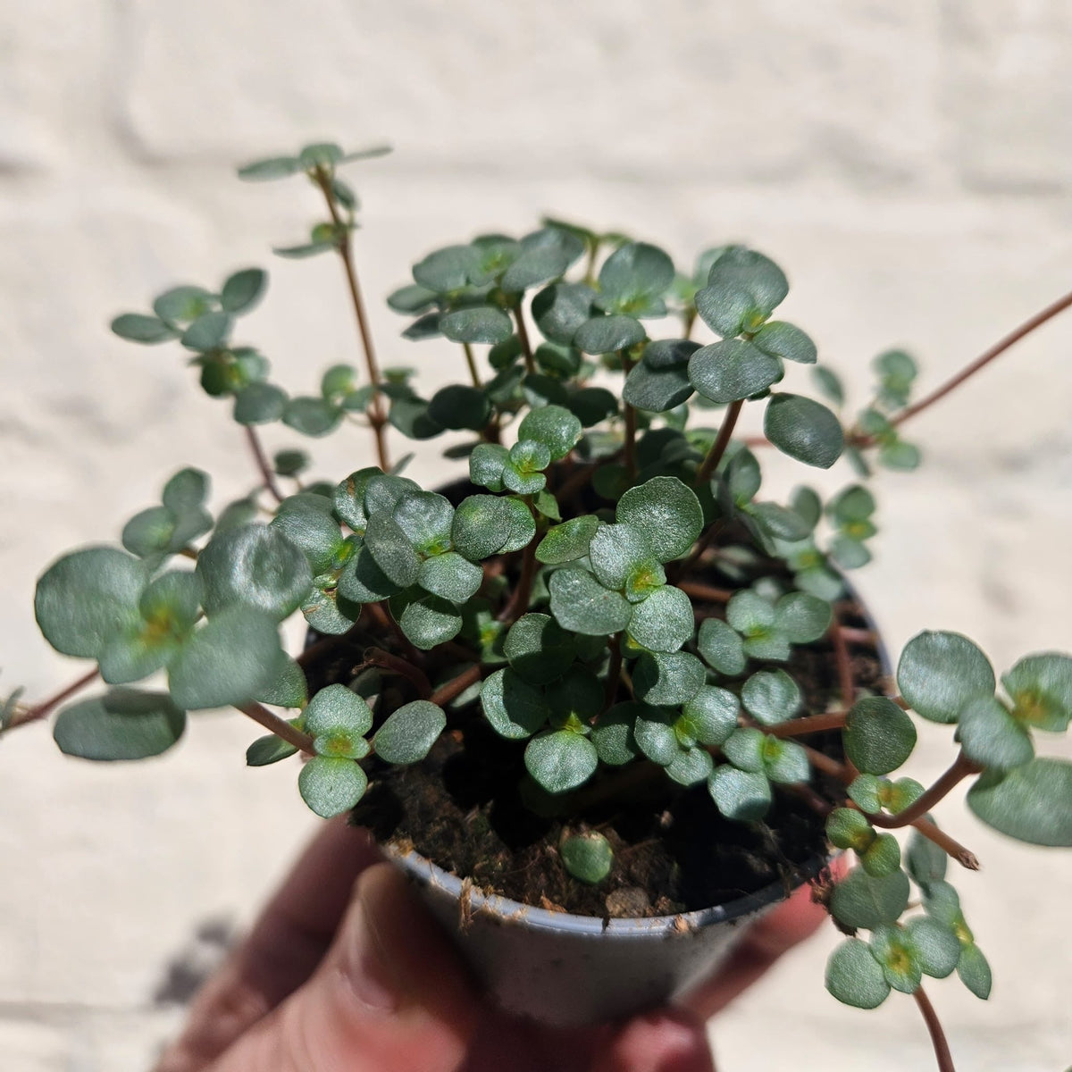 Pilea glaucophylla 'Greyzy' (Silver Sprinkles Pilea) - SGP Garden Ltd
