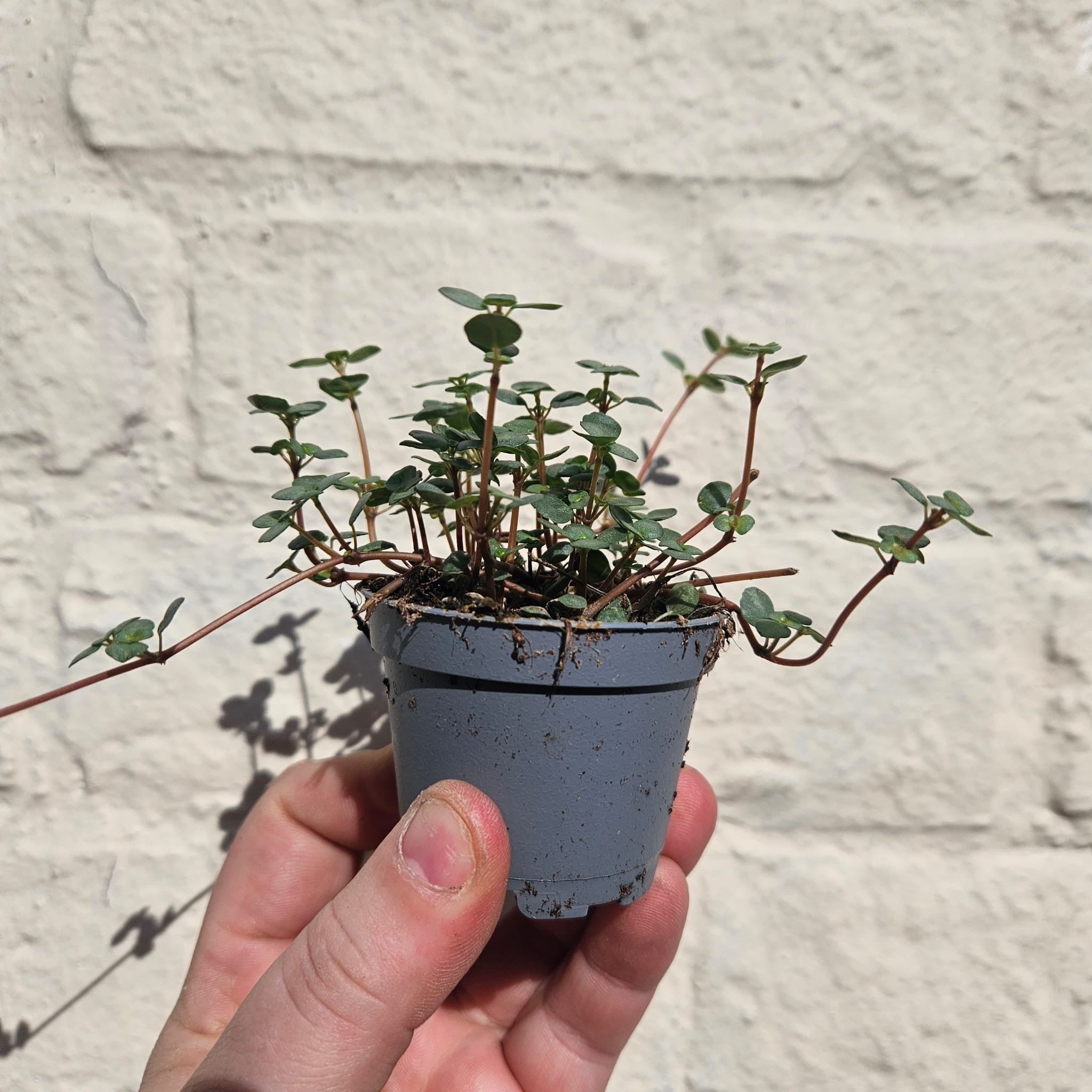Pilea glaucophylla 'Greyzy' (Silver Sprinkles Pilea) - SGP Garden Ltd