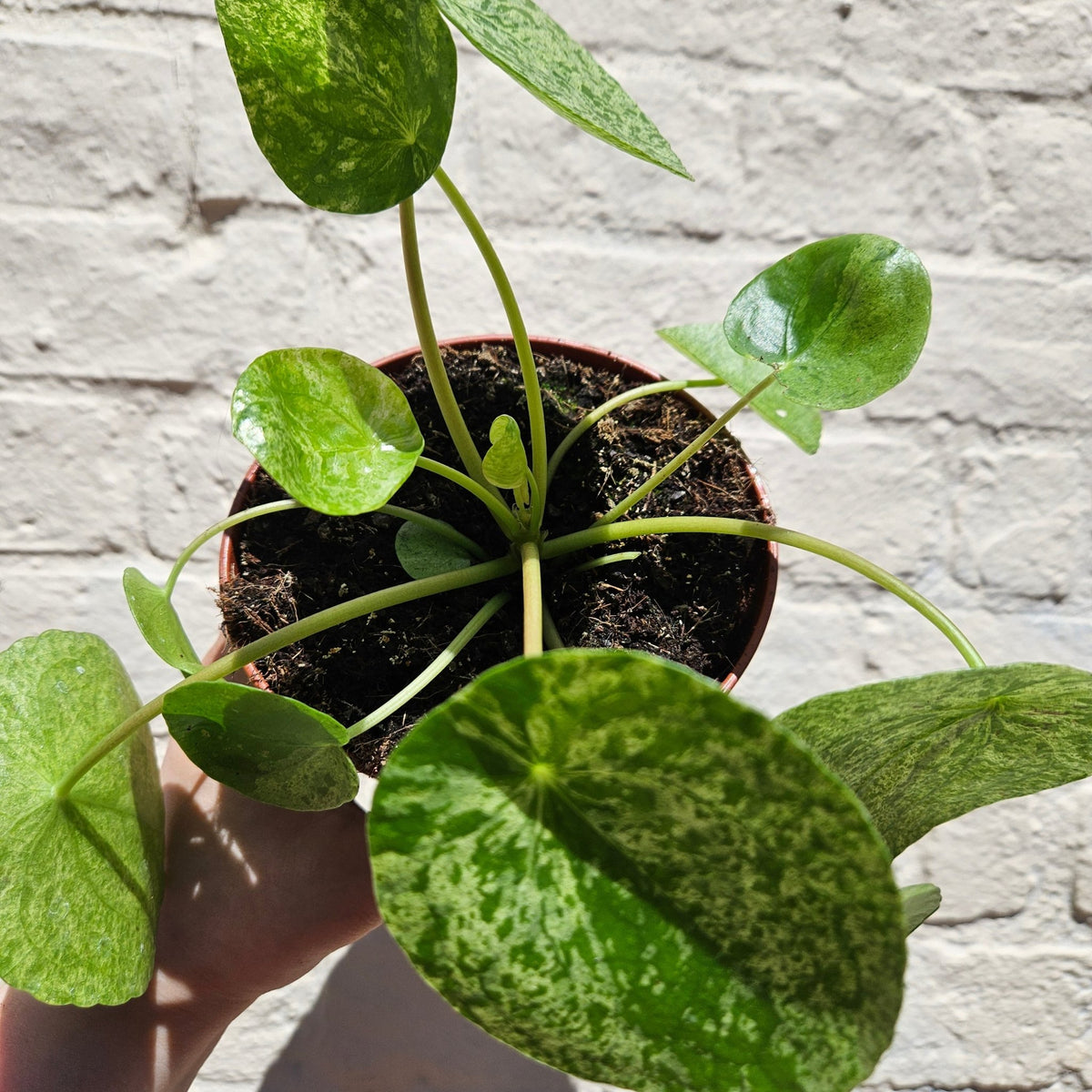 Pilea peperomioides 'Mojito' (Variegated Chinese Money Plant) - SGP Garden Ltd