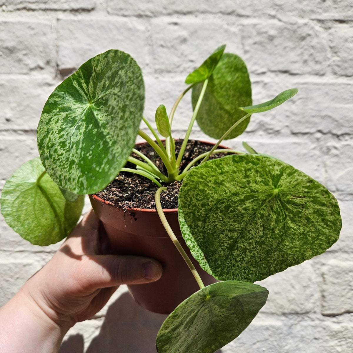 Pilea peperomioides 'Mojito' (Variegated Chinese Money Plant) - SGP Garden Ltd