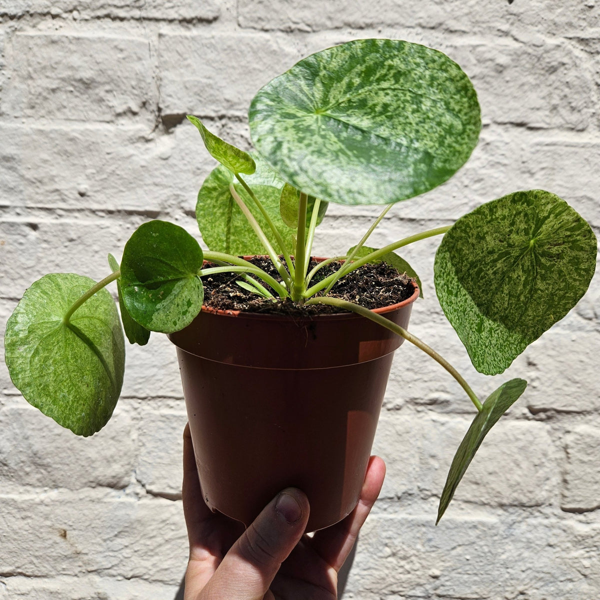 Pilea peperomioides 'Mojito' (Variegated Chinese Money Plant) - SGP Garden Ltd