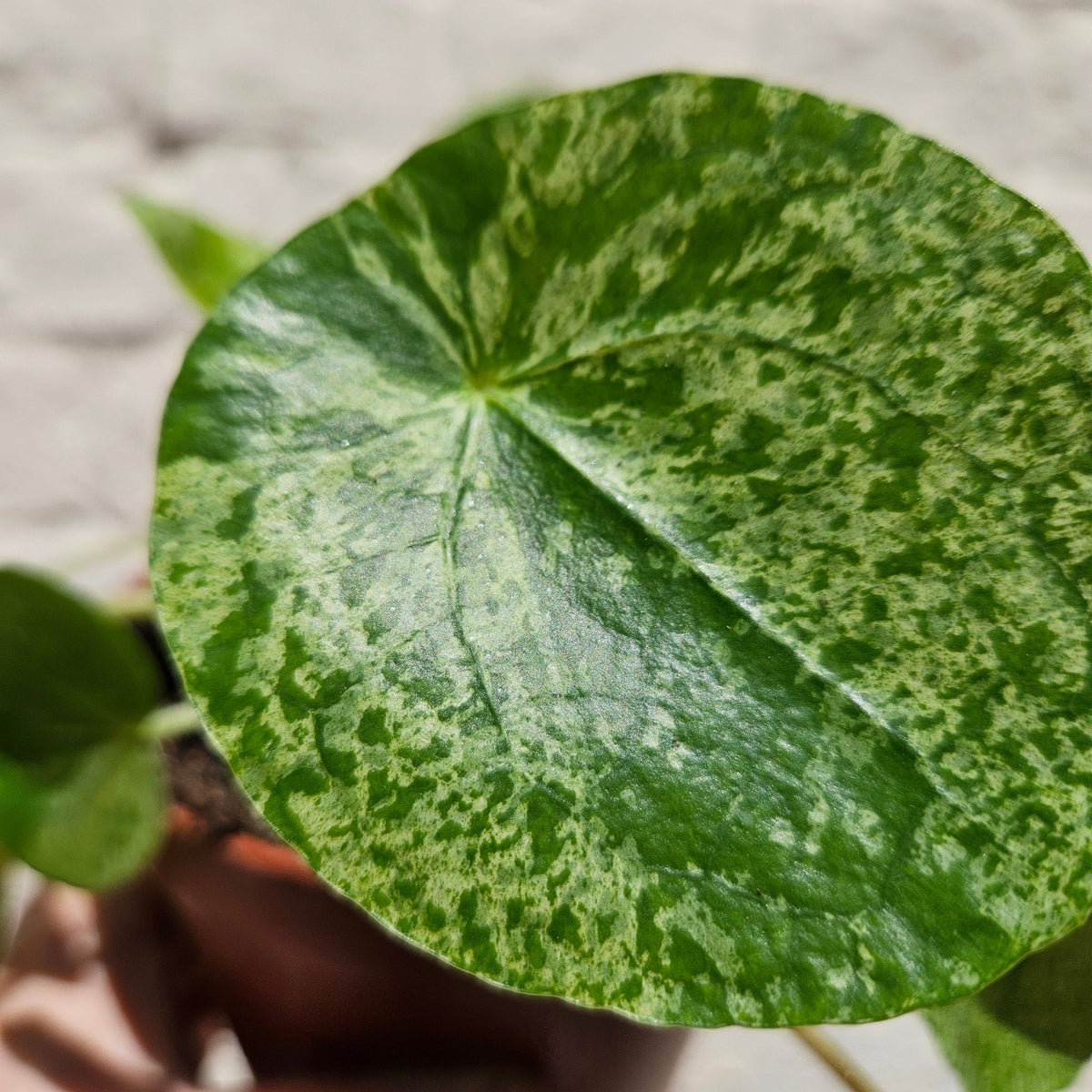 Pilea peperomioides 'Mojito' (Variegated Chinese Money Plant) - SGP Garden Ltd