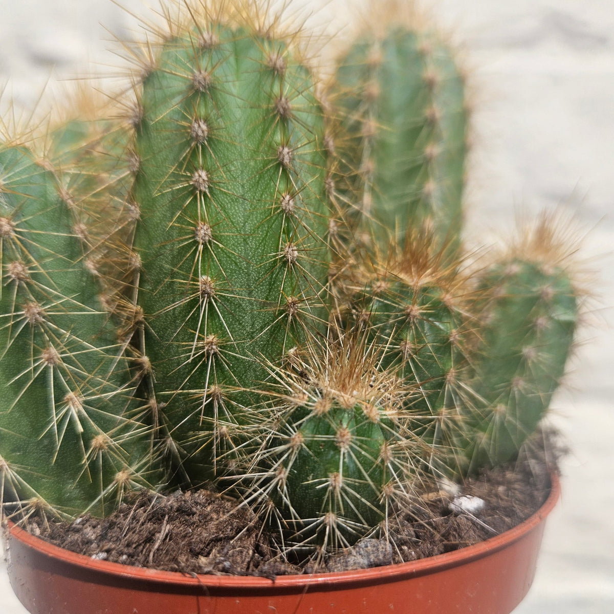 Pilosocereus pachycladus (Blue Columnar Cactus) - SGP Garden Ltd