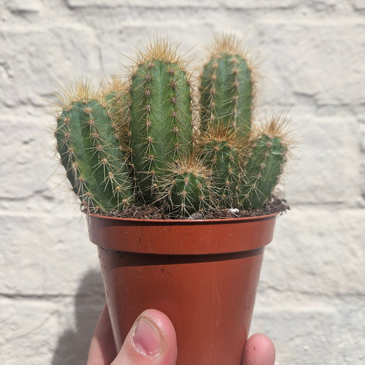 Pilosocereus pachycladus (Blue Columnar Cactus) - SGP Garden Ltd