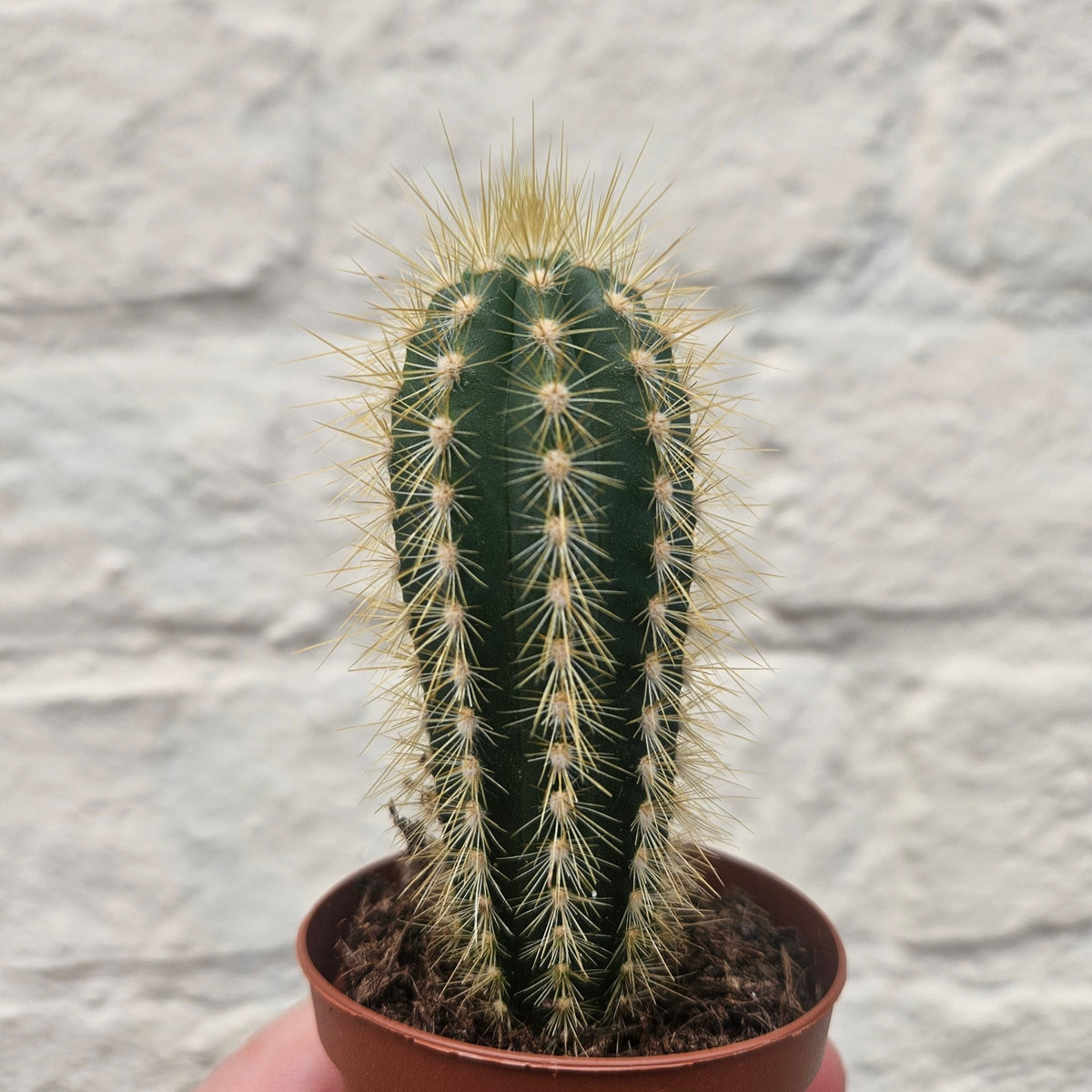 Pilosocereus pachycladus (Blue Columnar Cactus) - SGP Garden Ltd