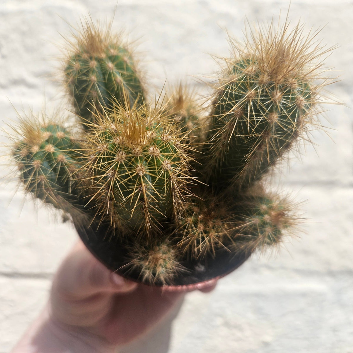 Pilosocereus pachycladus (Blue Columnar Cactus) - SGP Garden Ltd