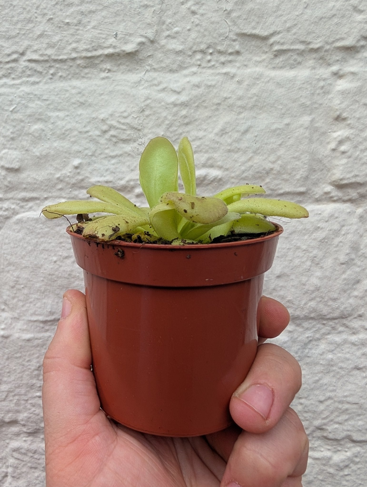 Pinguicula (Butterwort) - SGP Garden Ltd