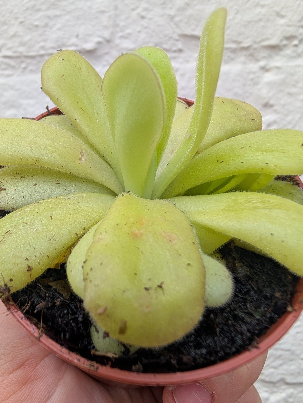 Pinguicula (Butterwort) - SGP Garden Ltd