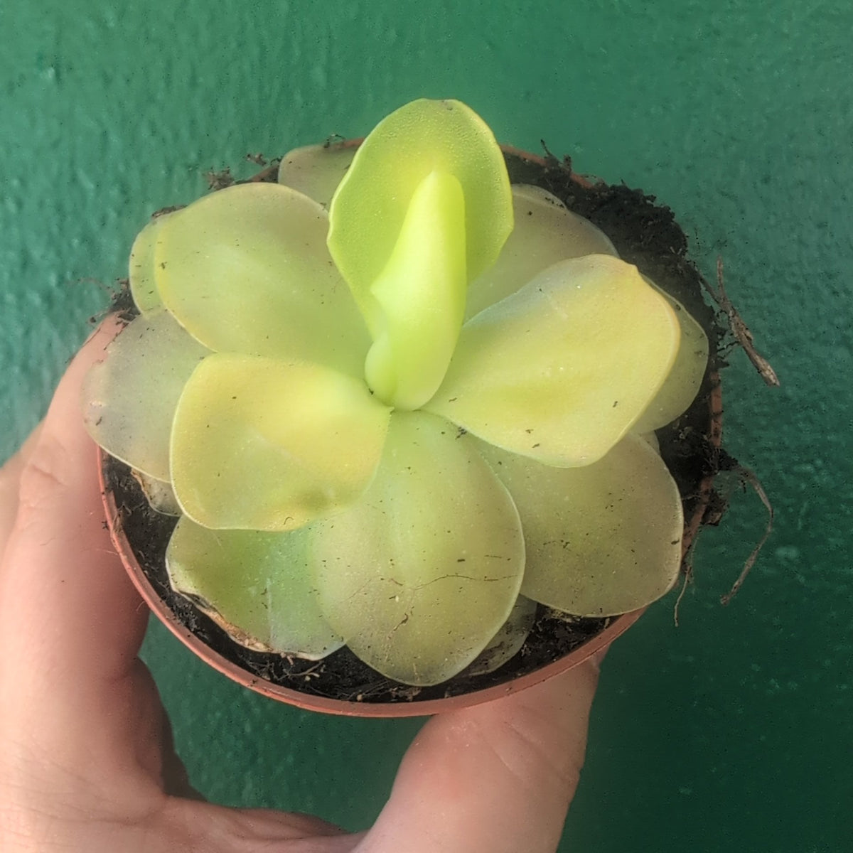 Pinguicula (Butterwort) - SGP Garden Ltd