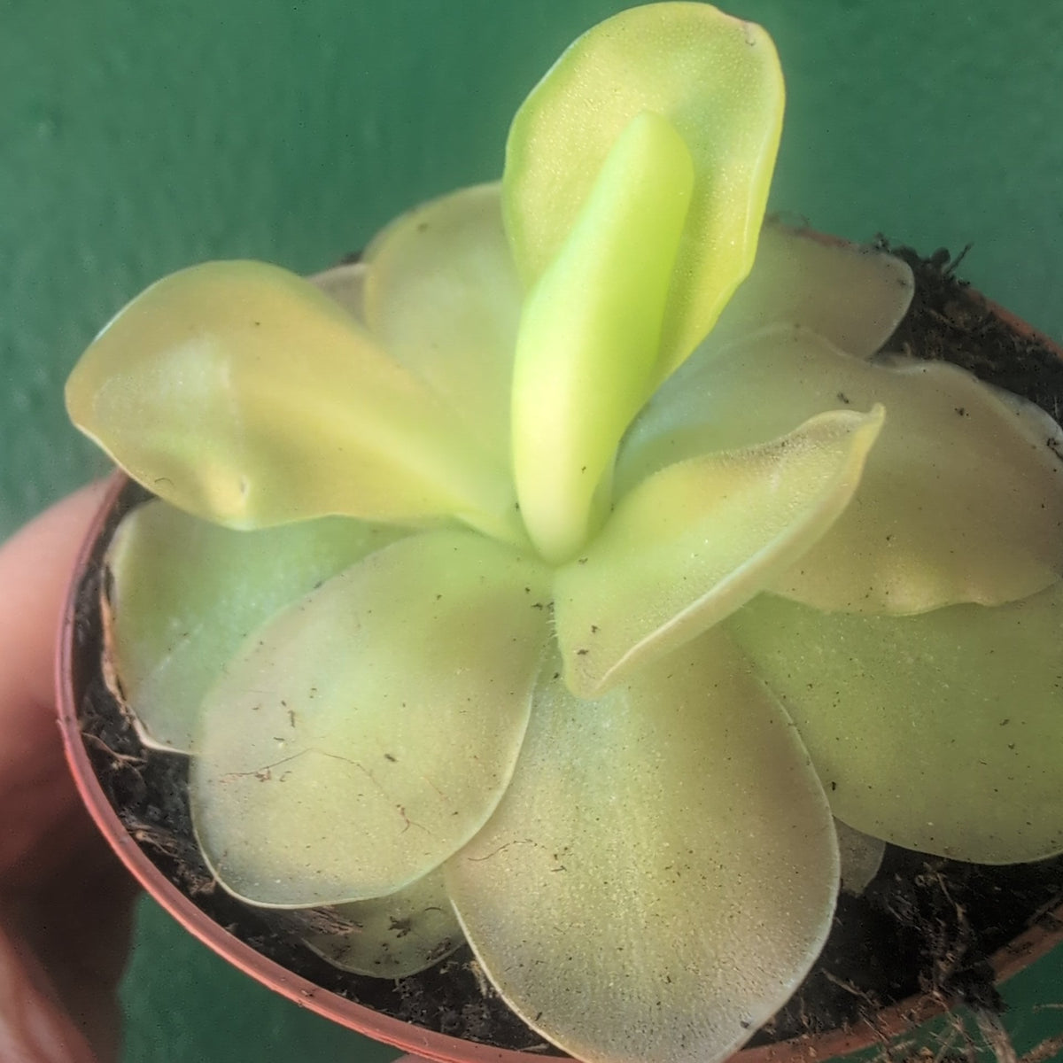Pinguicula (Butterwort) - SGP Garden Ltd