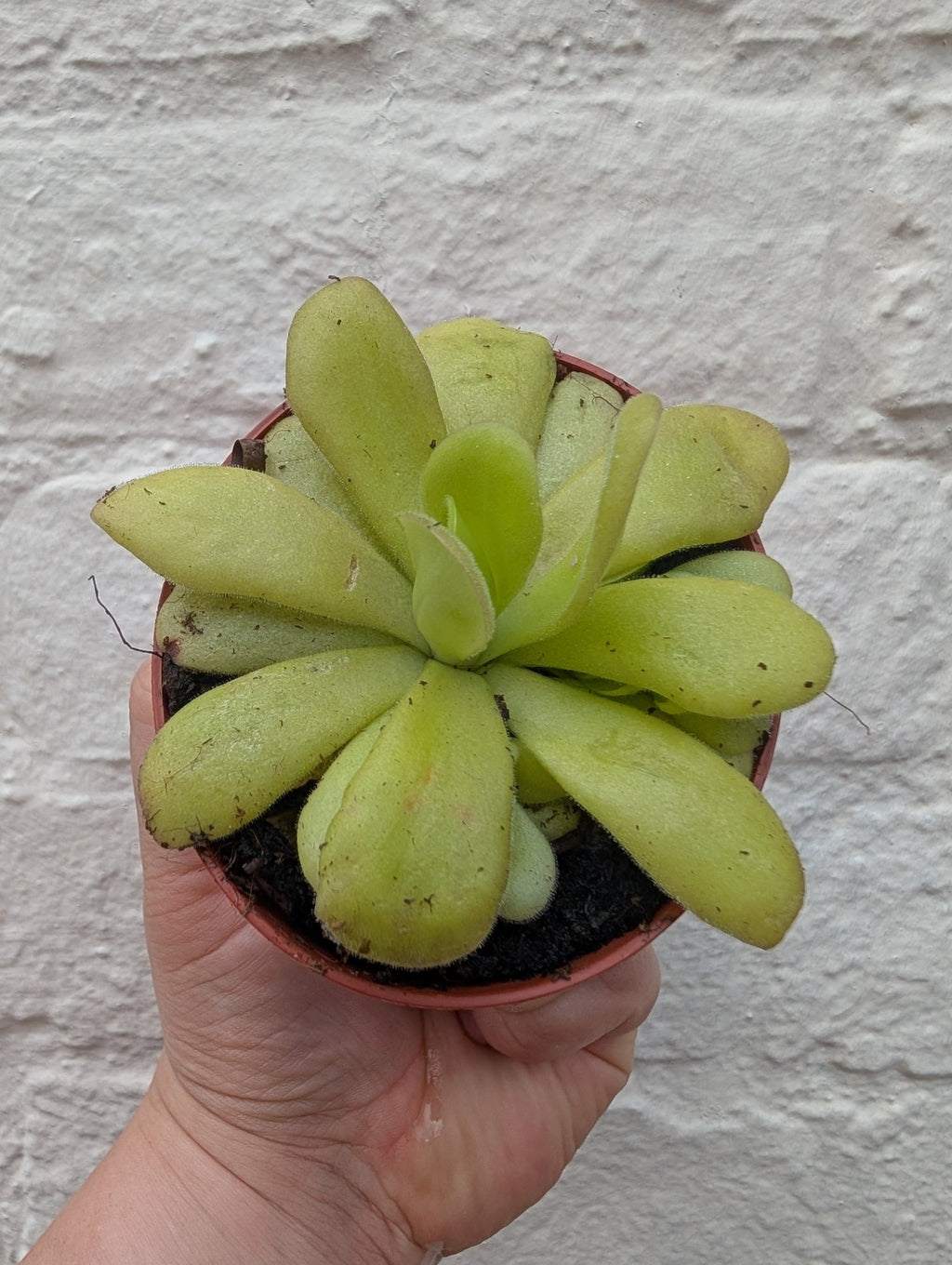 Pinguicula (Butterwort) - SGP Garden Ltd