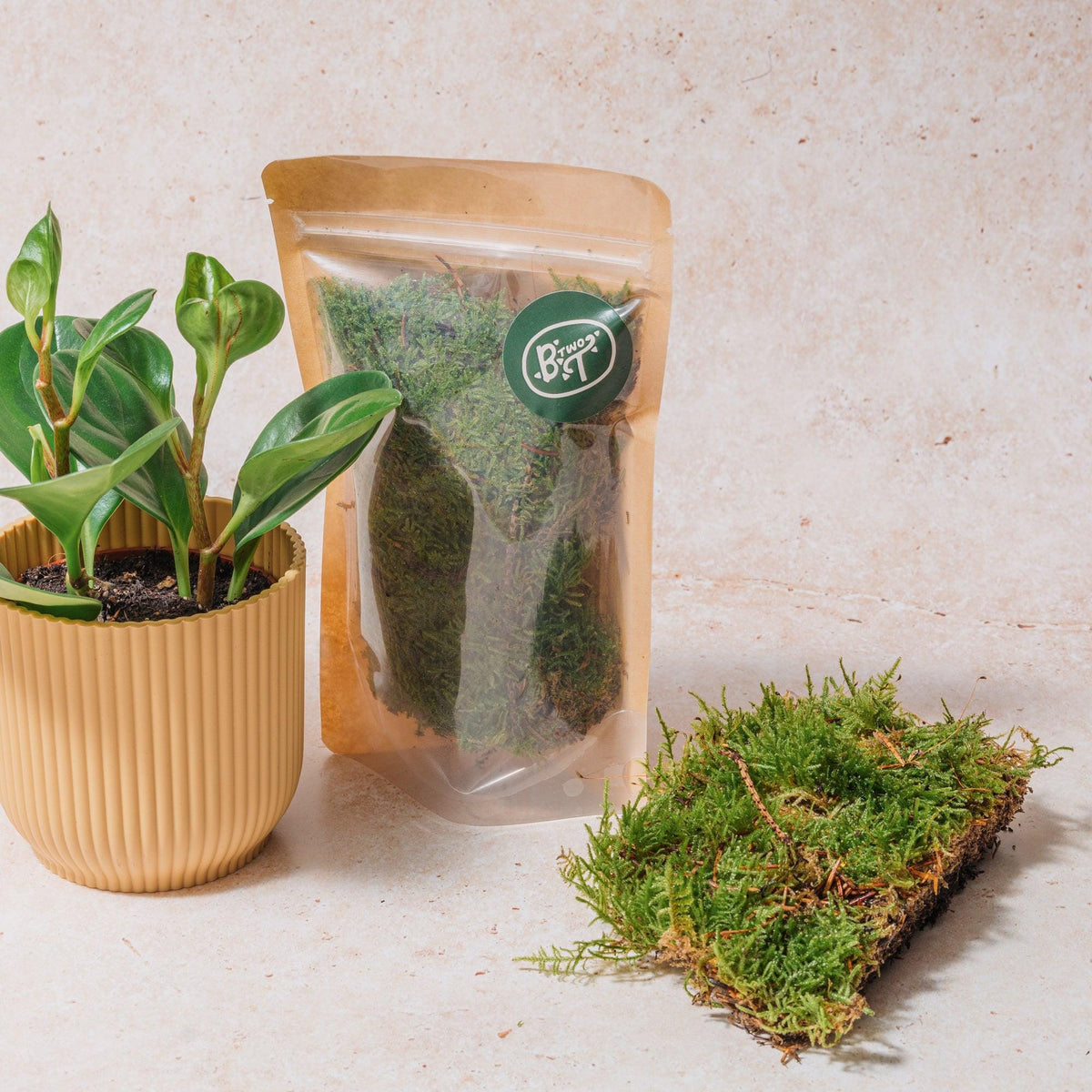 Plagiothecium (Flat moss) - SGP Garden Ltd
