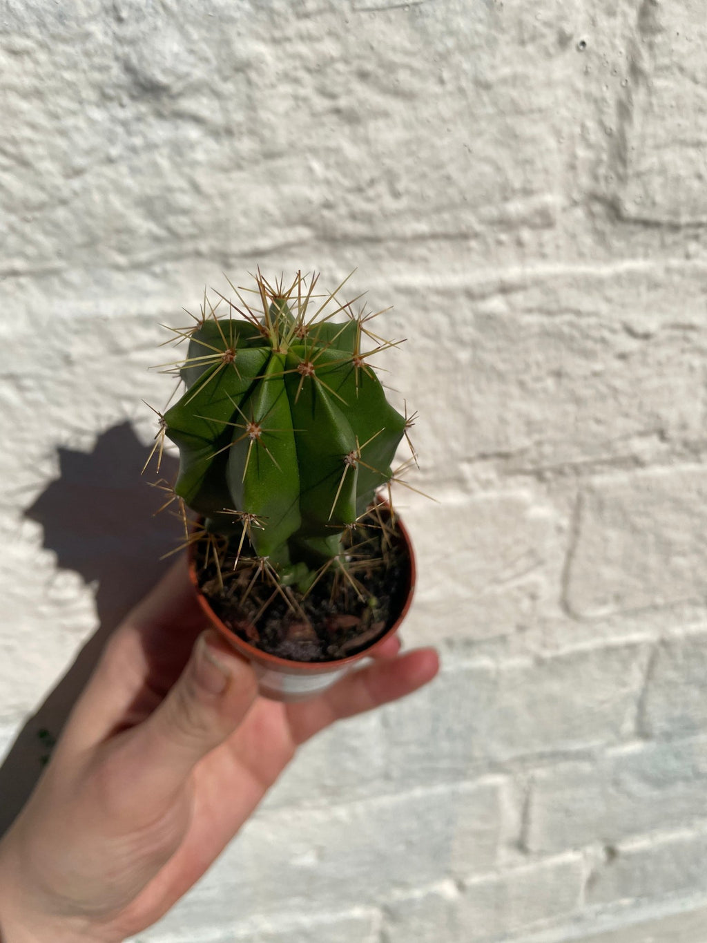 Polaskia chende - SGP Garden Ltd
