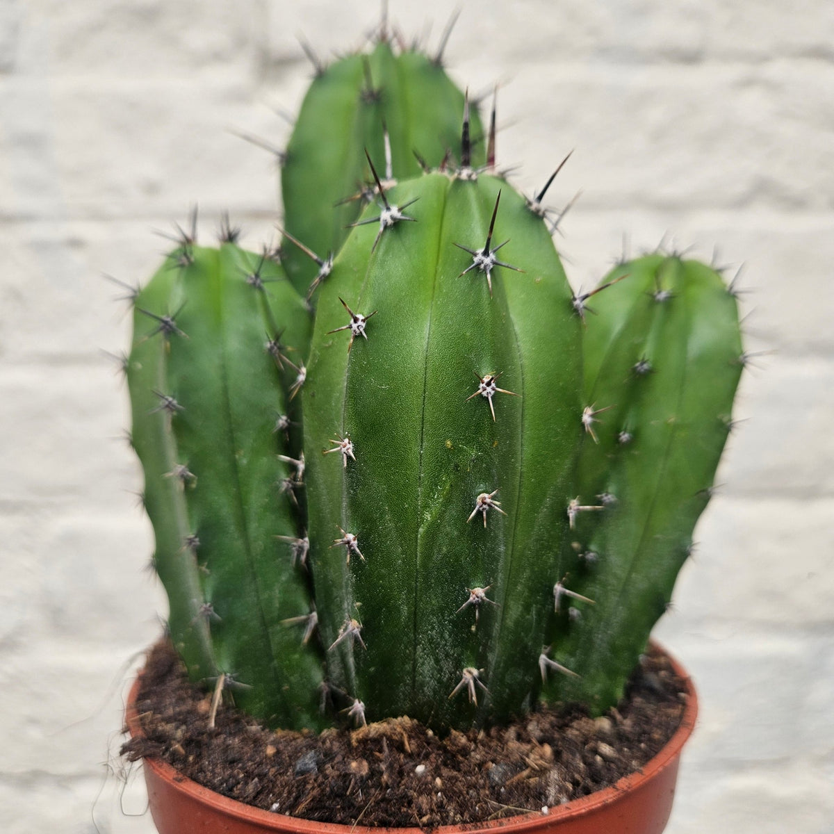 Polaskia chichipe - SGP Garden Ltd