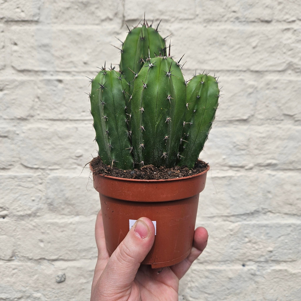 Polaskia chichipe - SGP Garden Ltd