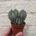 Polaskia chichipe - SGP Garden Ltd