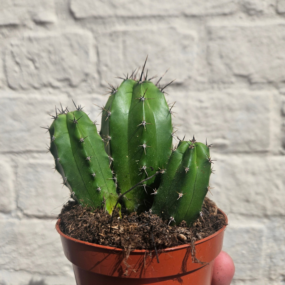 Polaskia chichipe - SGP Garden Ltd