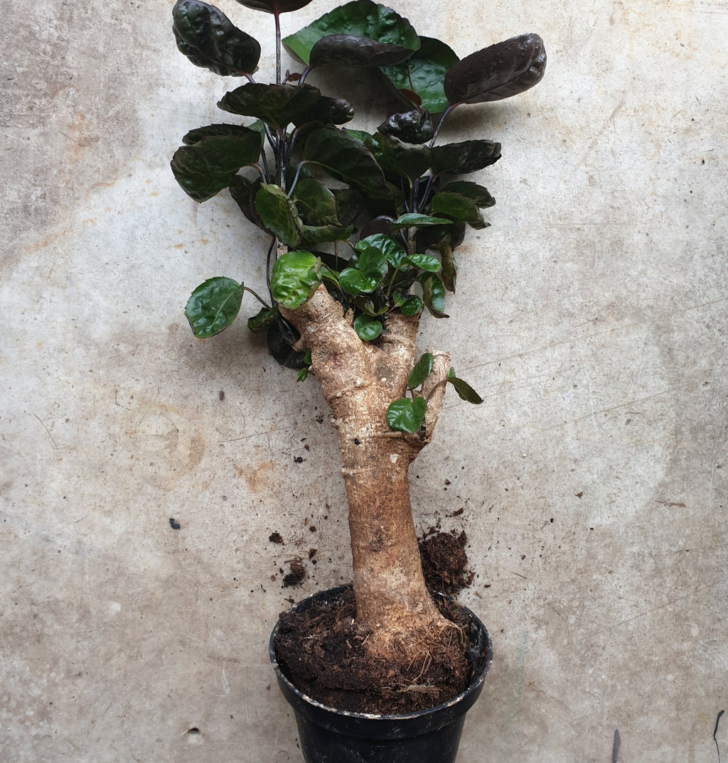 Polyscias fabian (Dinner Plate Aralia) - SGP Garden Ltd
