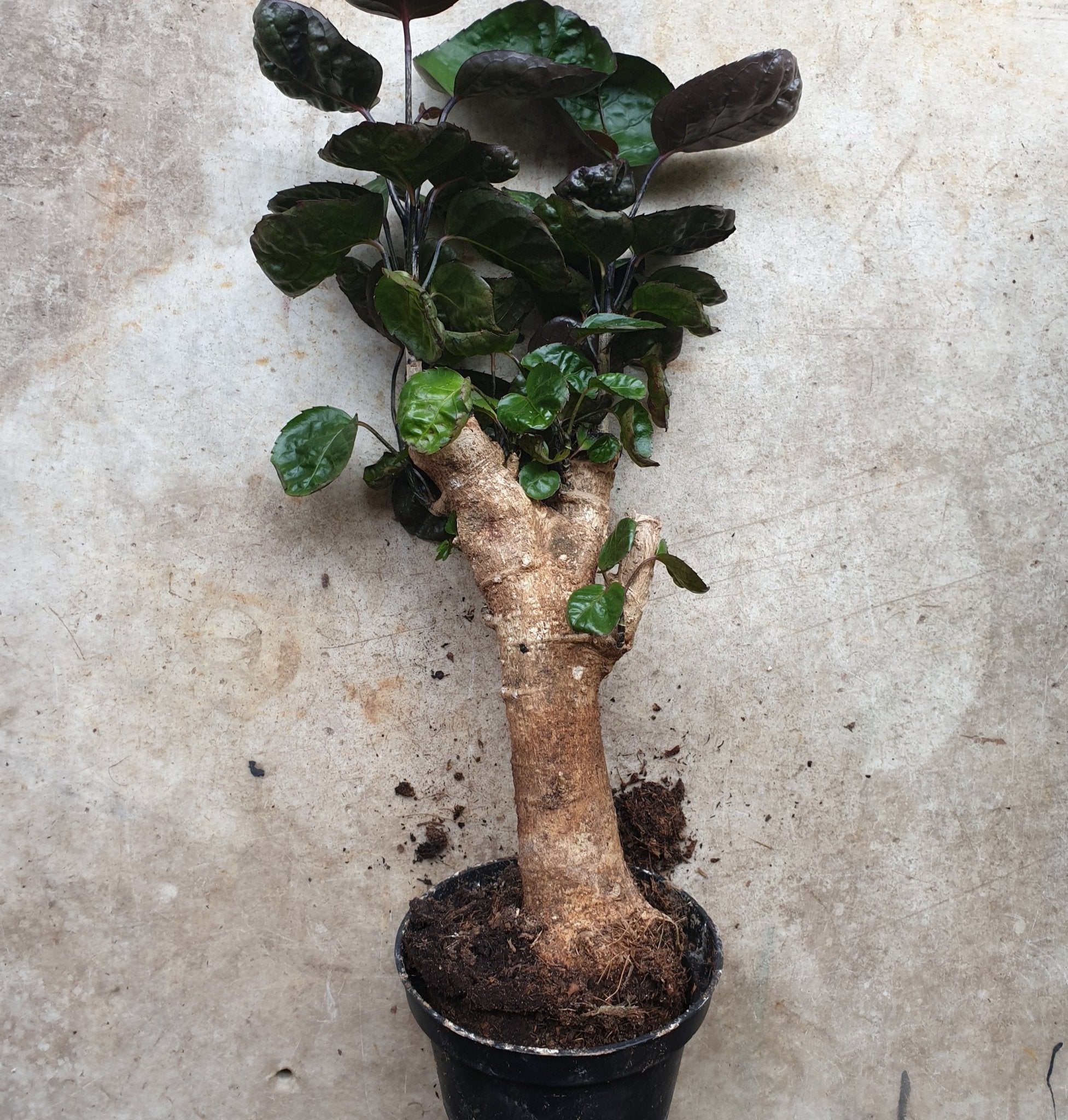Polyscias fabian (Dinner Plate Aralia) - SGP Garden Ltd
