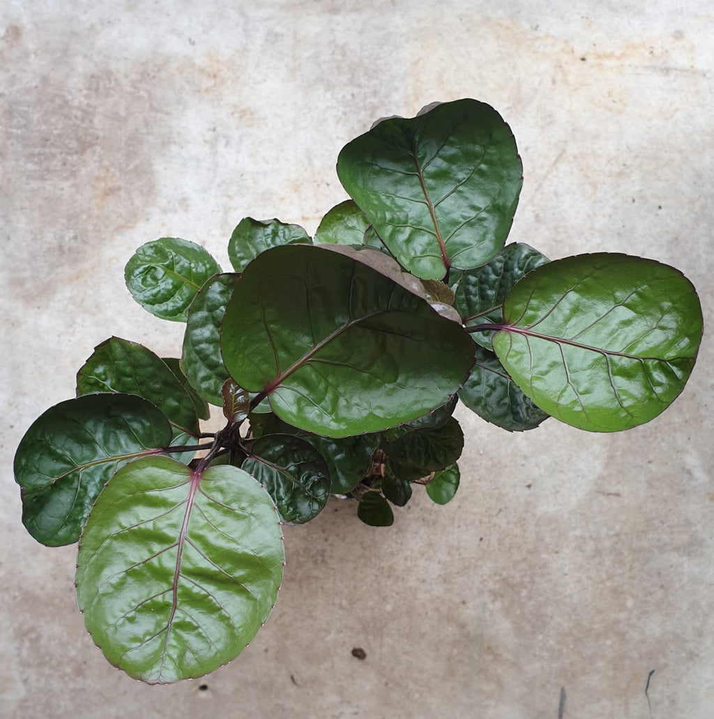 Polyscias fabian (Dinner Plate Aralia) - SGP Garden Ltd