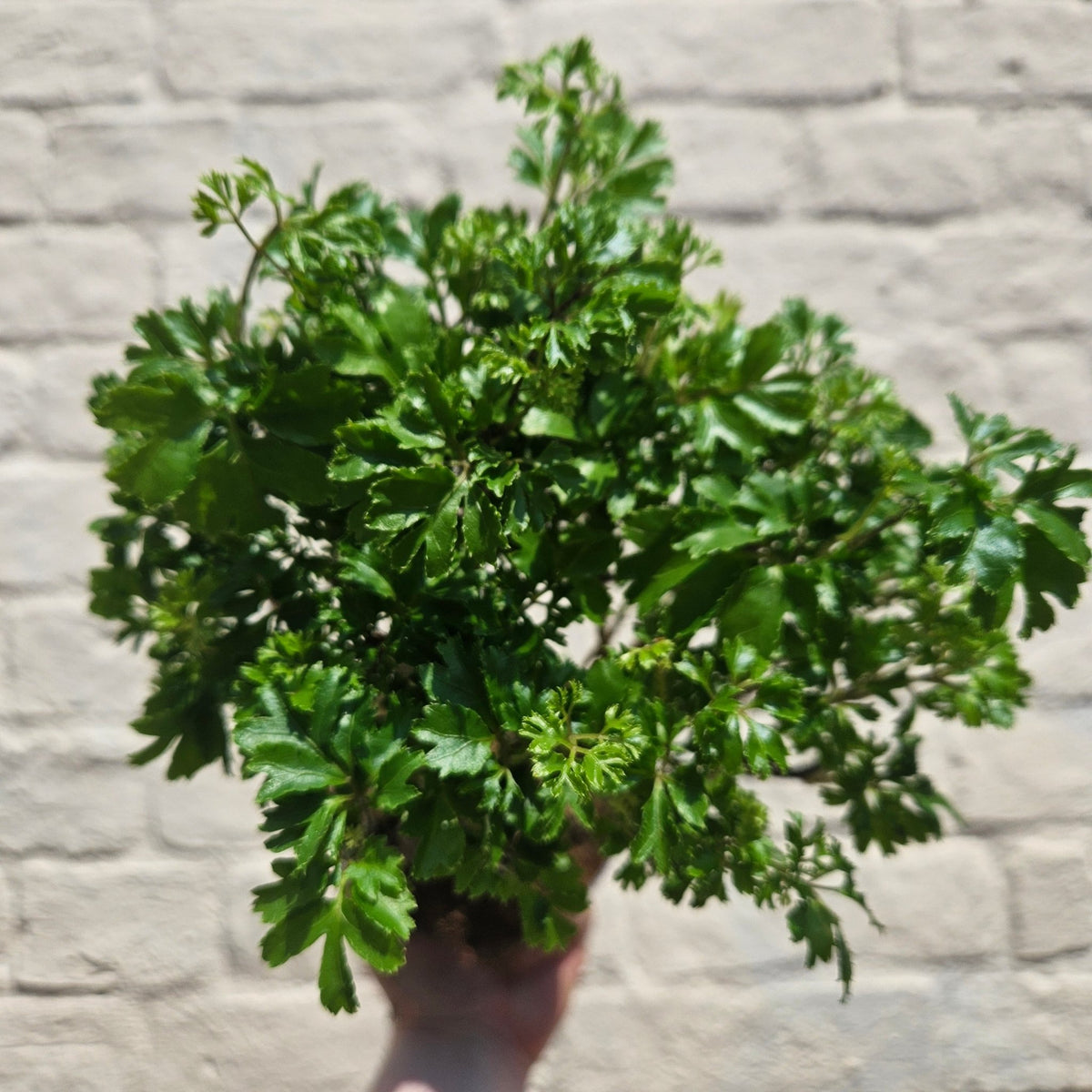 Polyscias ming (Ming Aralia) - SGP Garden Ltd