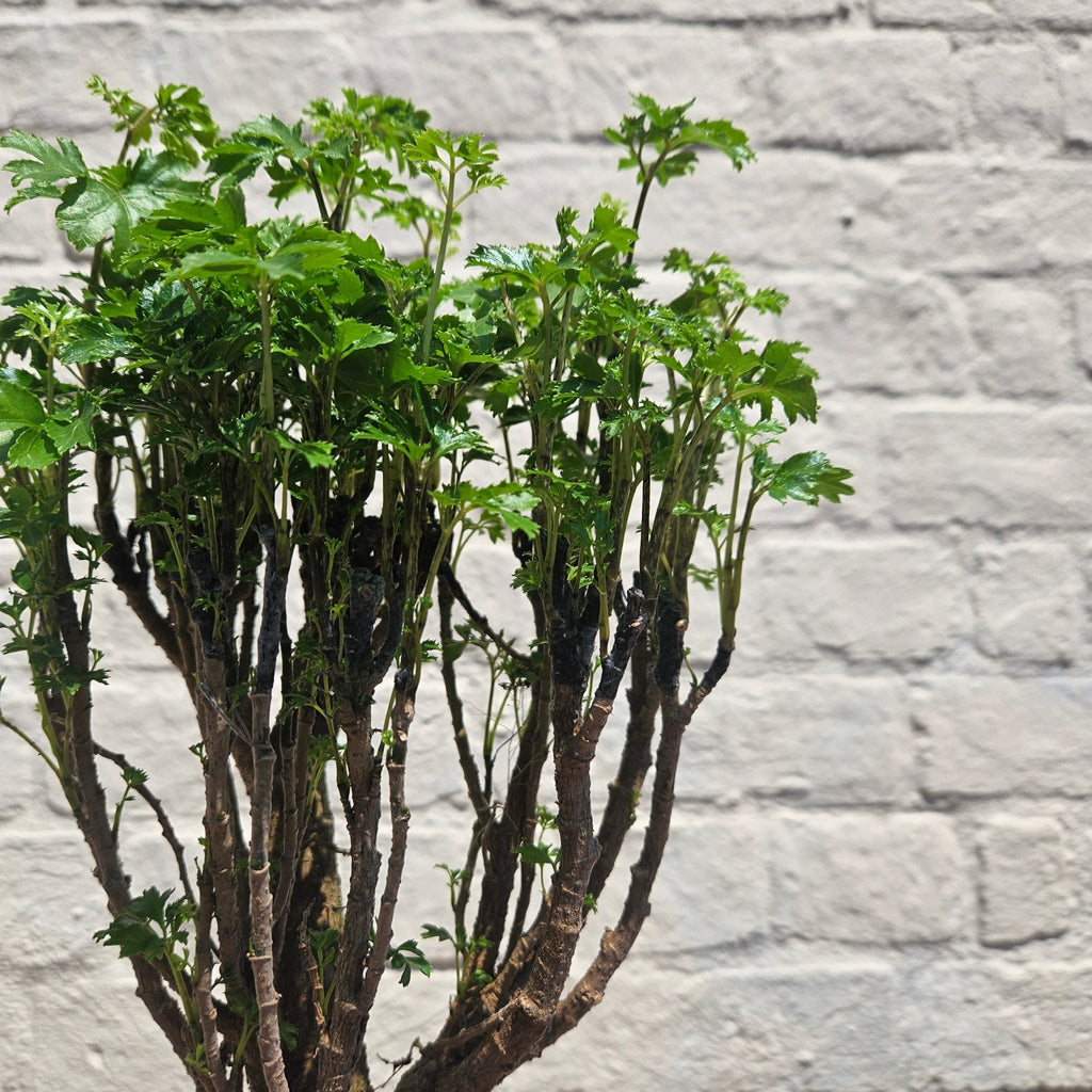 Polyscias ming (Ming Aralia) - SGP Garden Ltd