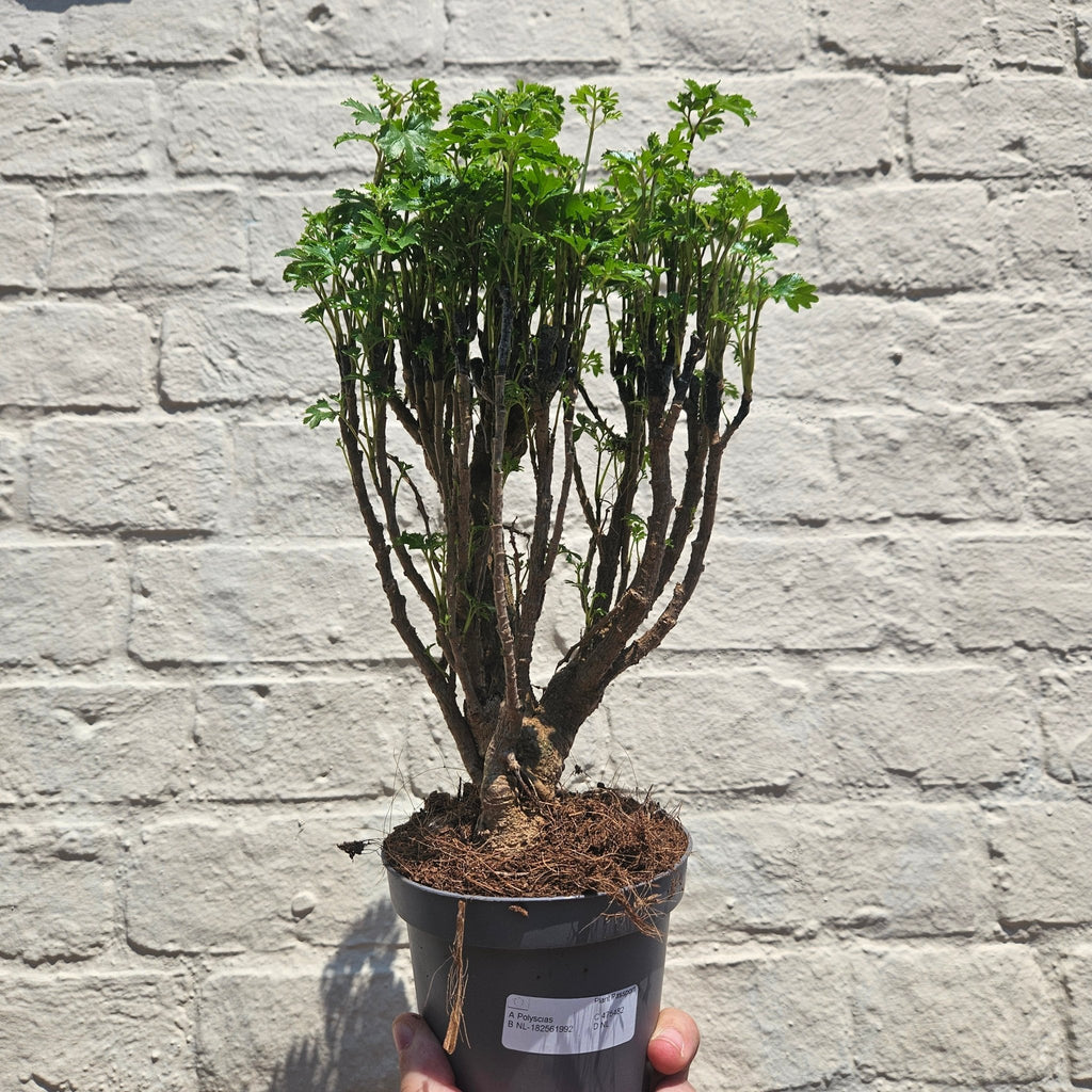 Polyscias ming (Ming Aralia) - SGP Garden Ltd