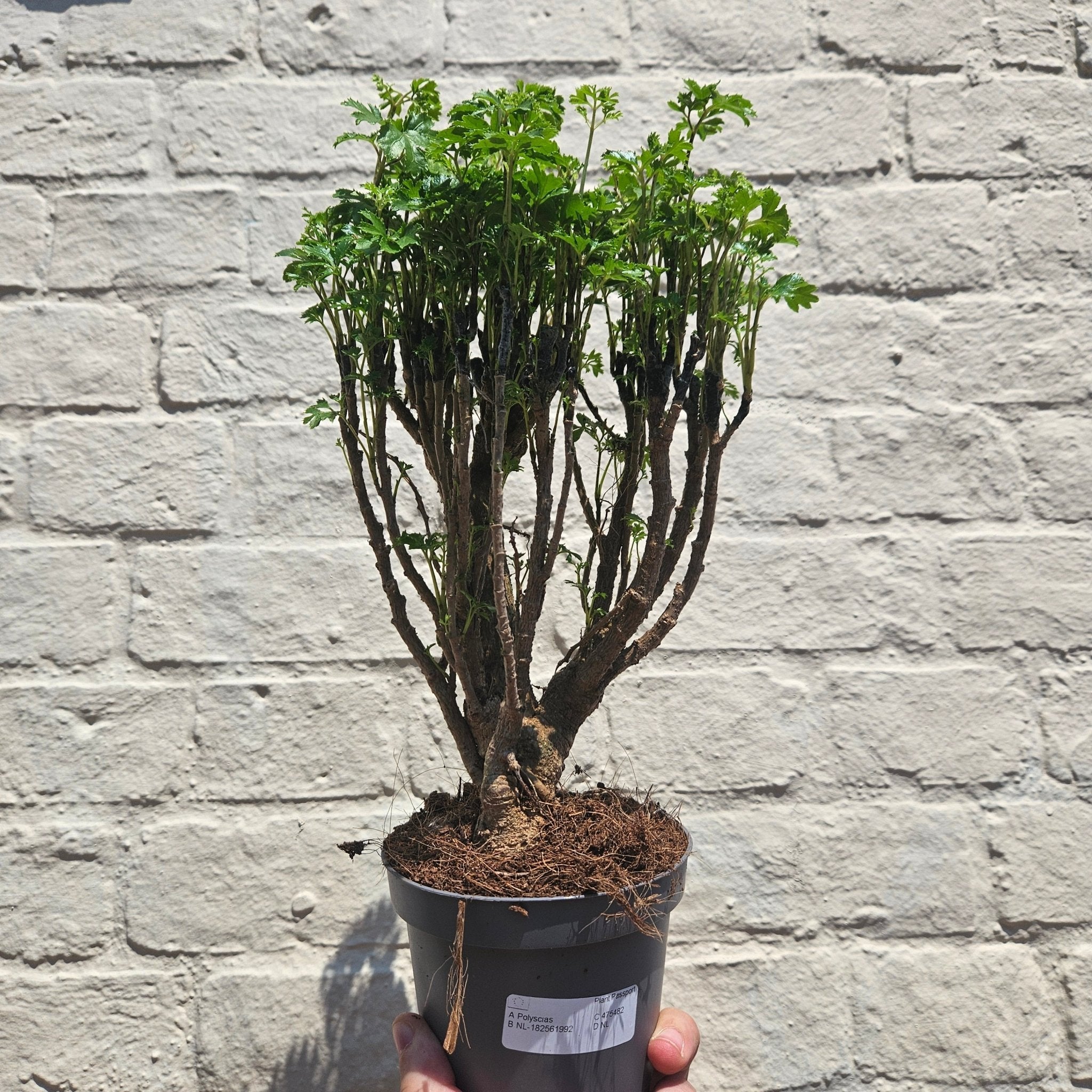 Polyscias ming (Ming Aralia) - SGP Garden Ltd