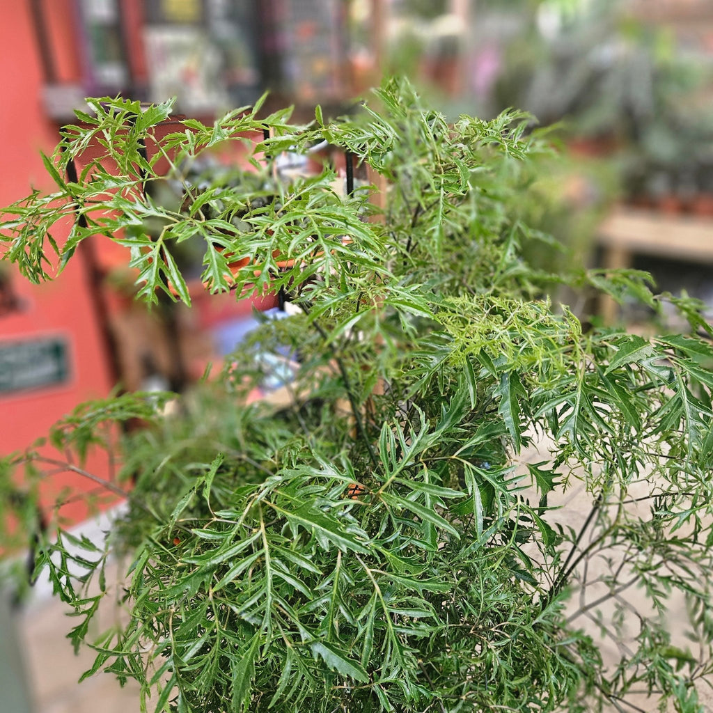 Polyscias ming (Ming Aralia) - SGP Garden Ltd