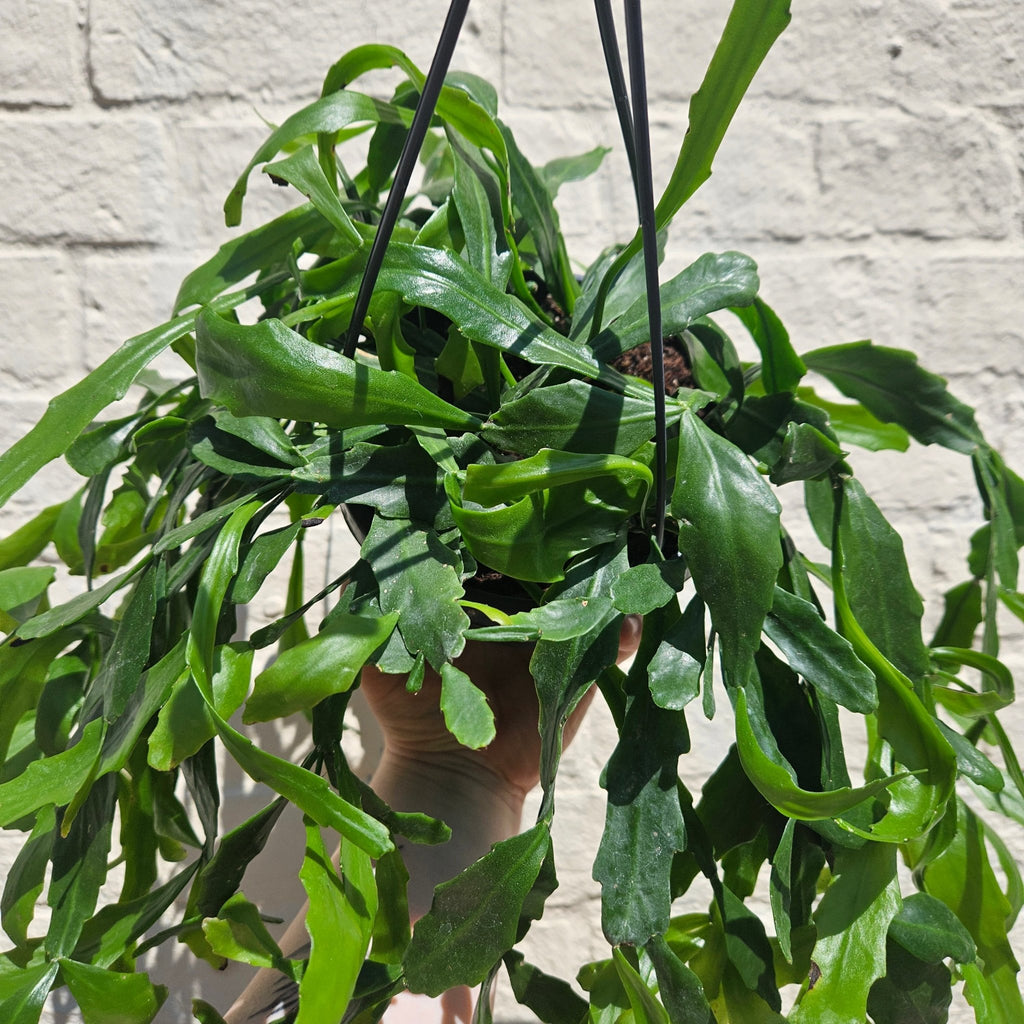 Rhipsalis crispata (Forest Cactus) - SGP Garden Ltd