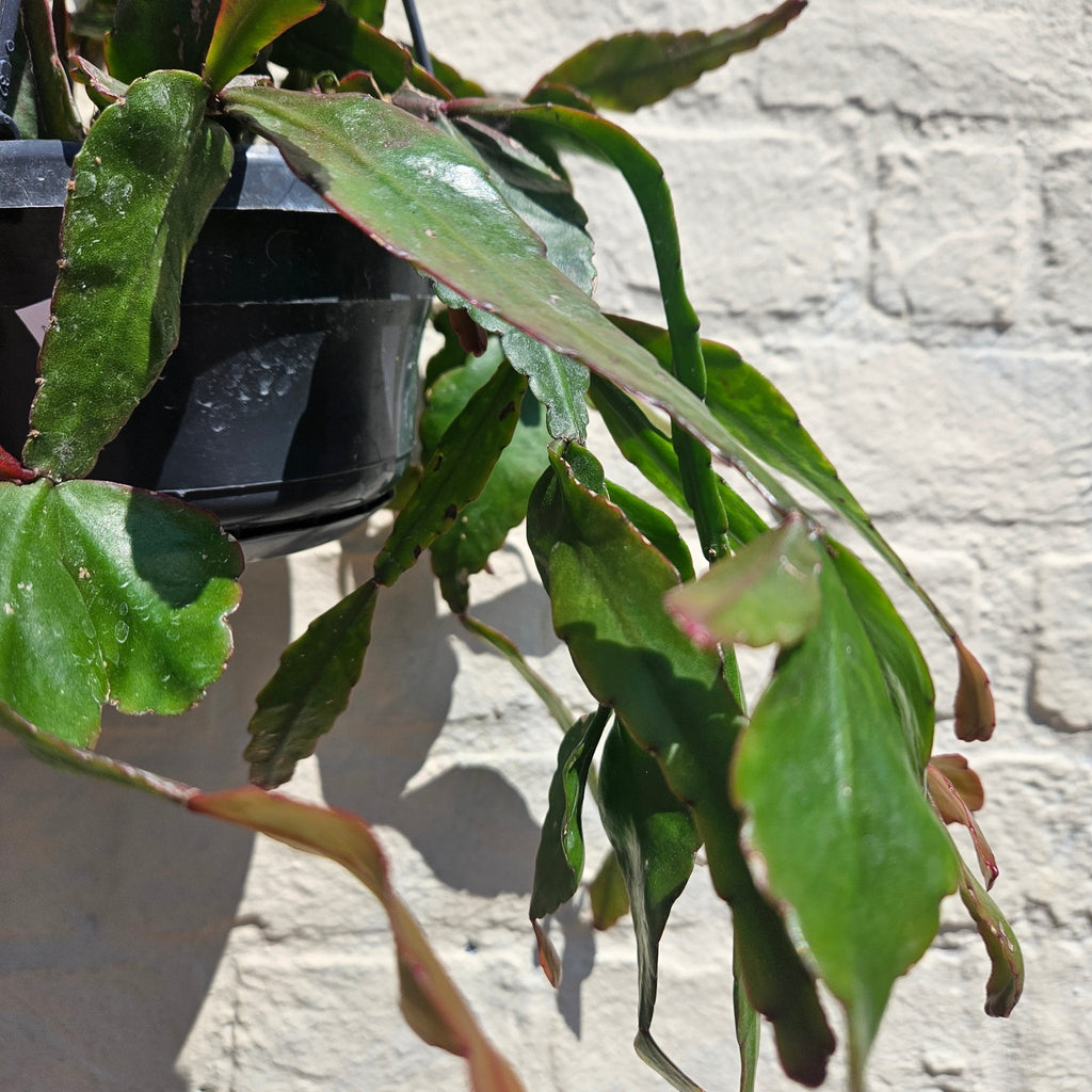 Rhipsalis elliptica (Flat Mistletoe Cactus) - SGP Garden Ltd