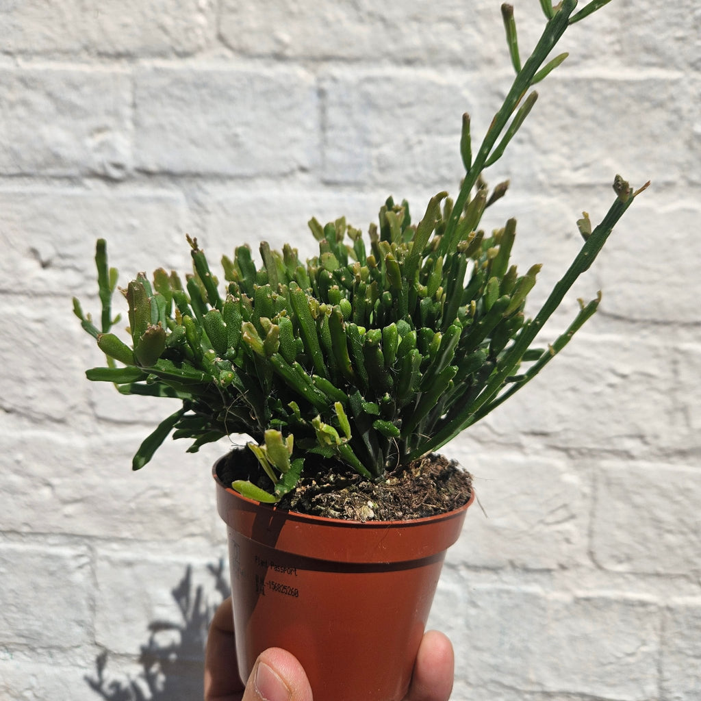 Rhipsalis ewaldiana (Square-Stemmed Mistletoe Cactus) - SGP Garden Ltd