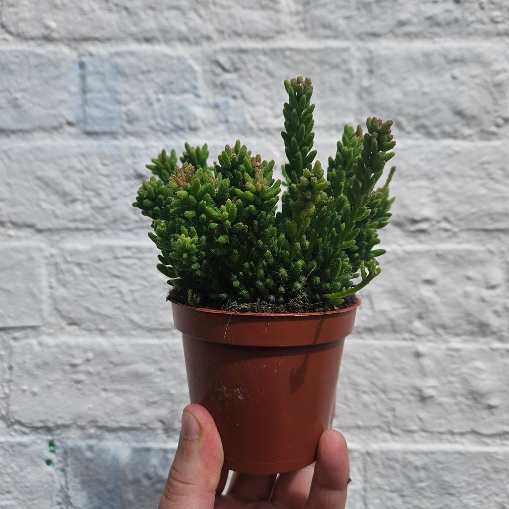 Rhipsalis mesembryanthemoides (Clumpy Mistletoe Cactus) - SGP Garden Ltd
