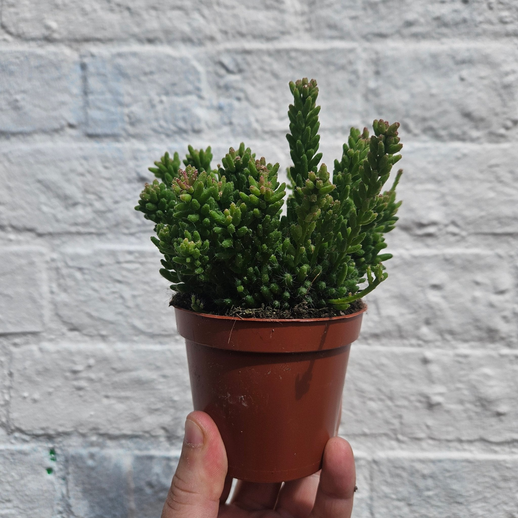 Rhipsalis mesembryanthemoides (Clumpy Mistletoe Cactus) - SGP Garden Ltd