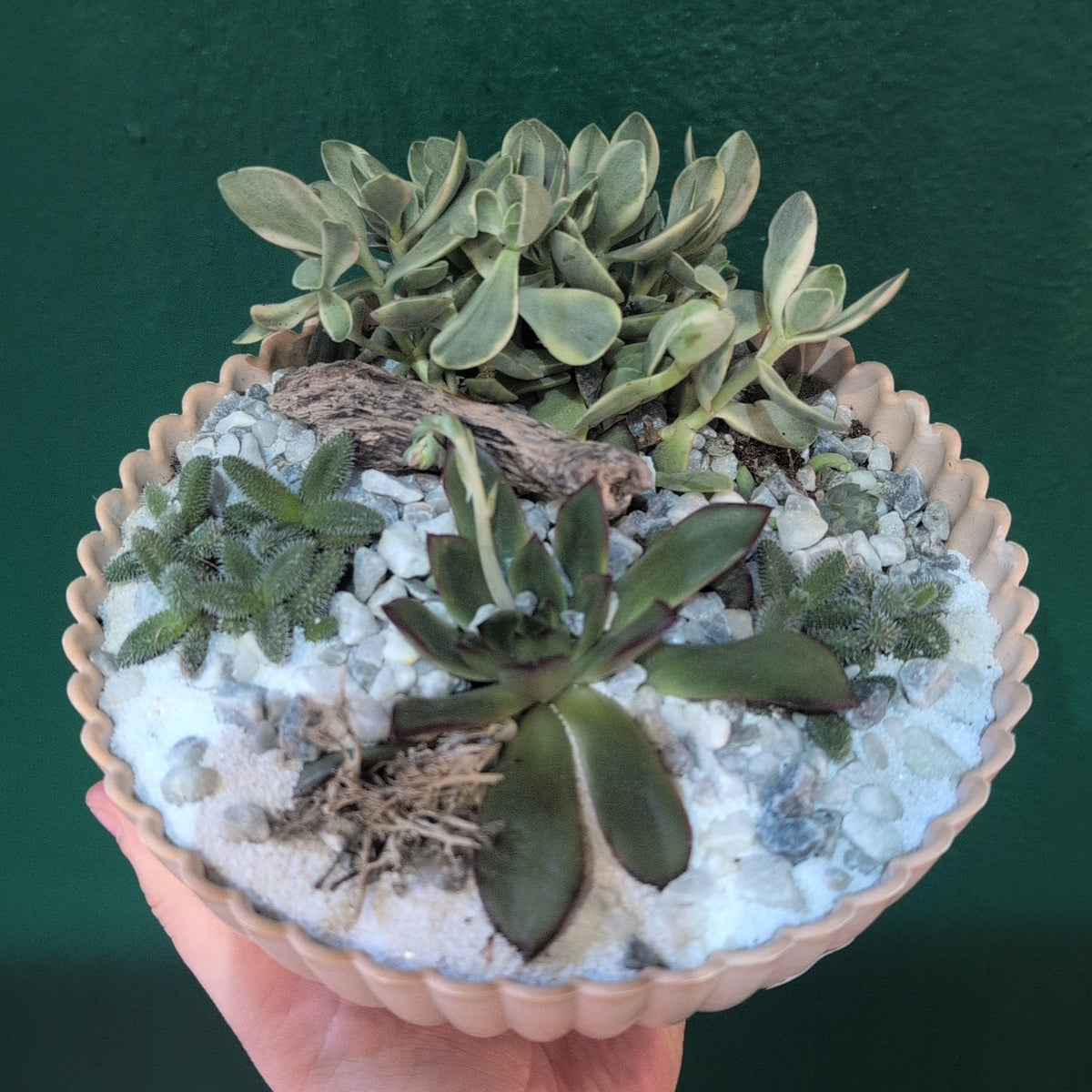 Round Bowl Open Terrarium - SGP Garden Ltd