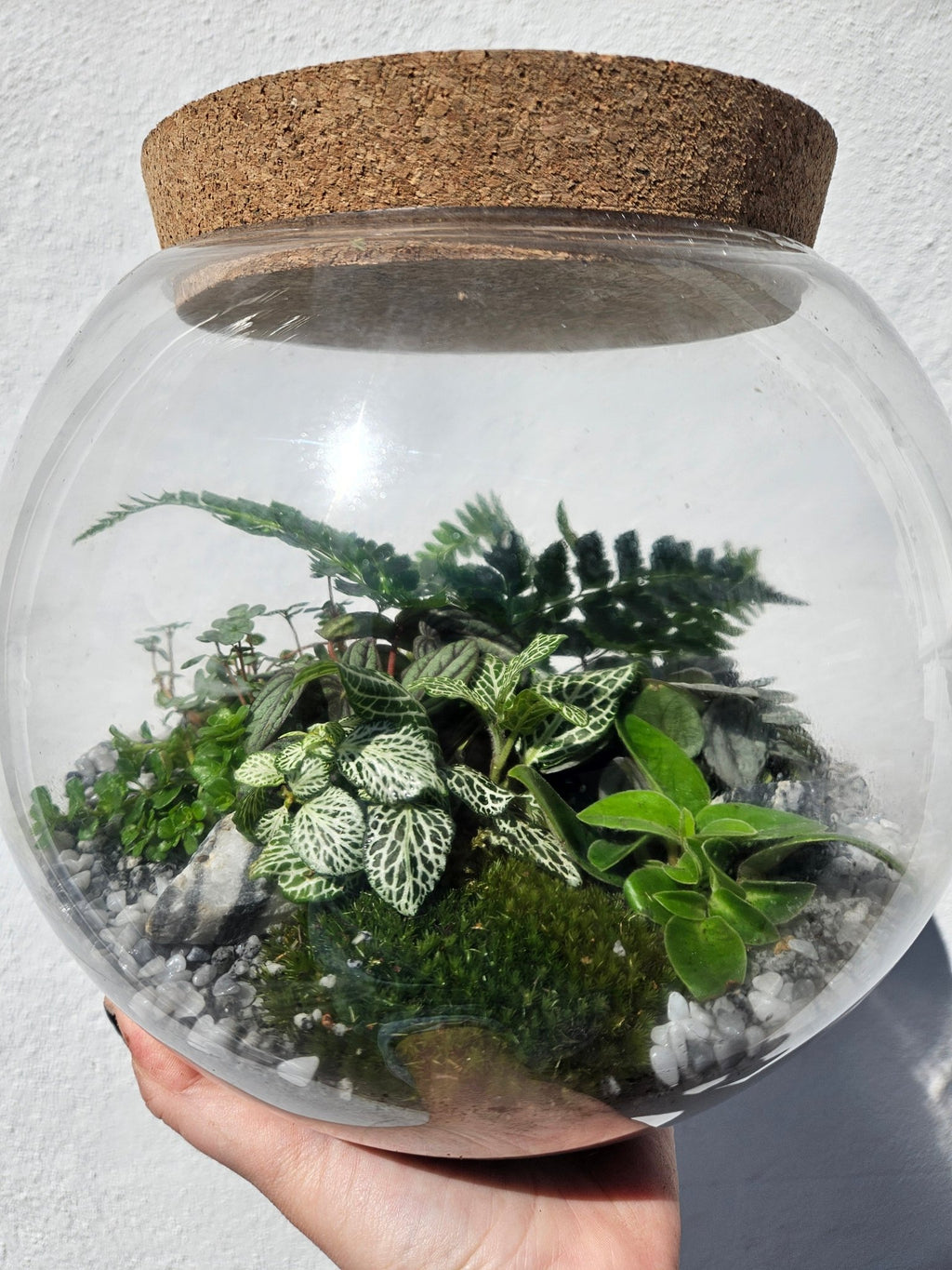 Round Closed Terrarium - SGP Garden Ltd