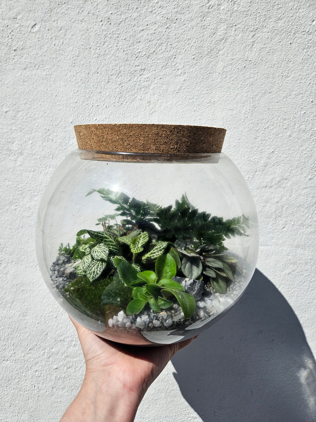 Round Closed Terrarium - SGP Garden Ltd