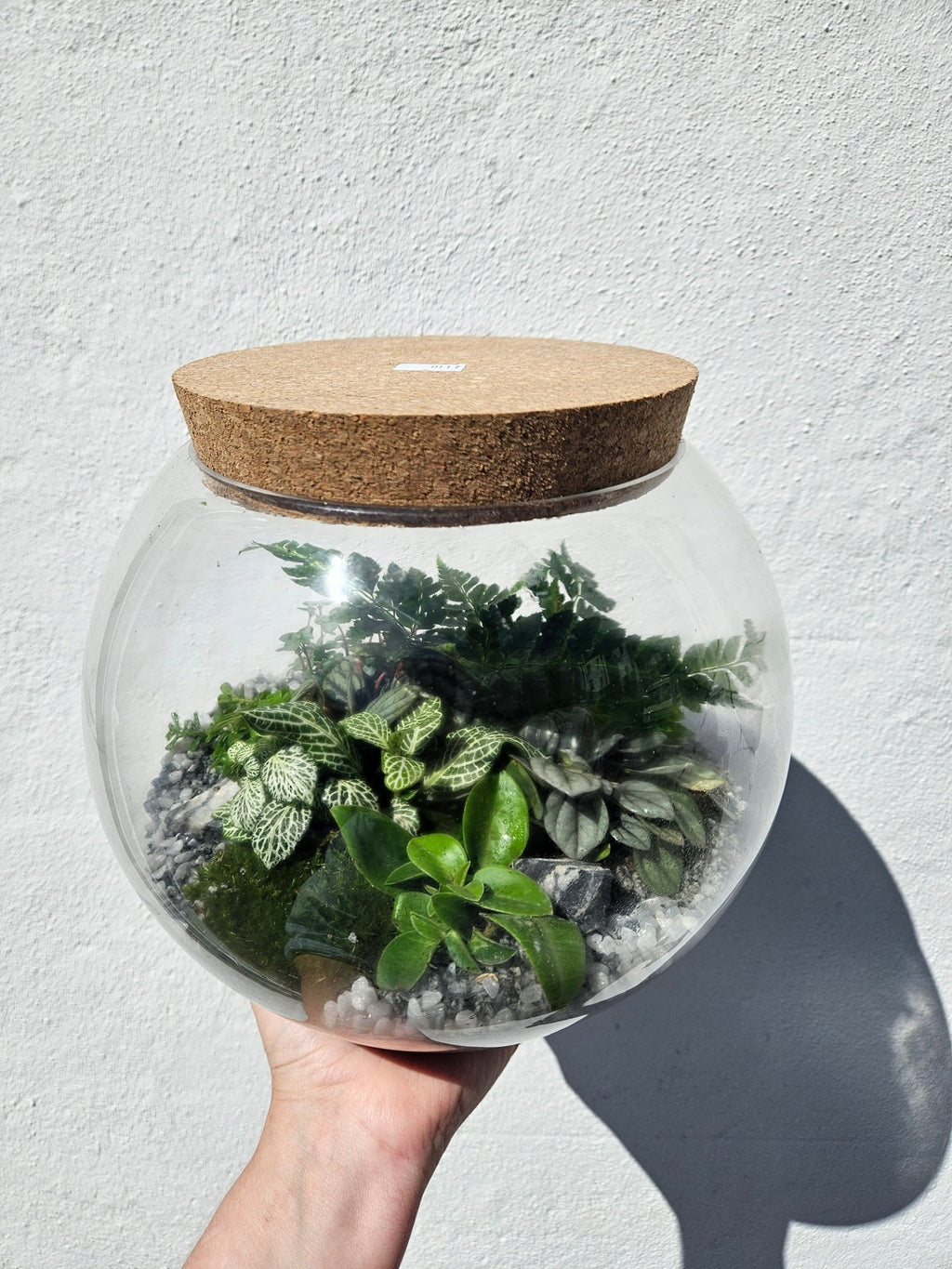 Round Closed Terrarium - SGP Garden Ltd