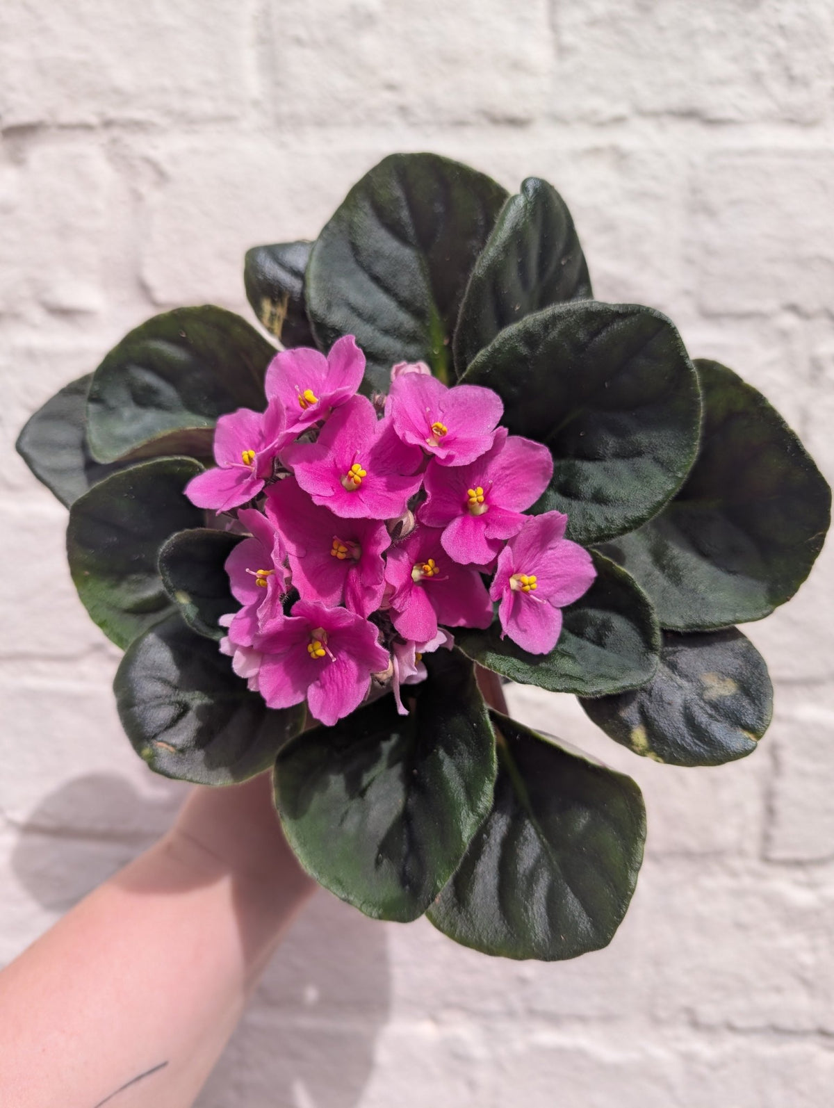Saintpaulia ionantha (African Violet) - SGP Garden Ltd