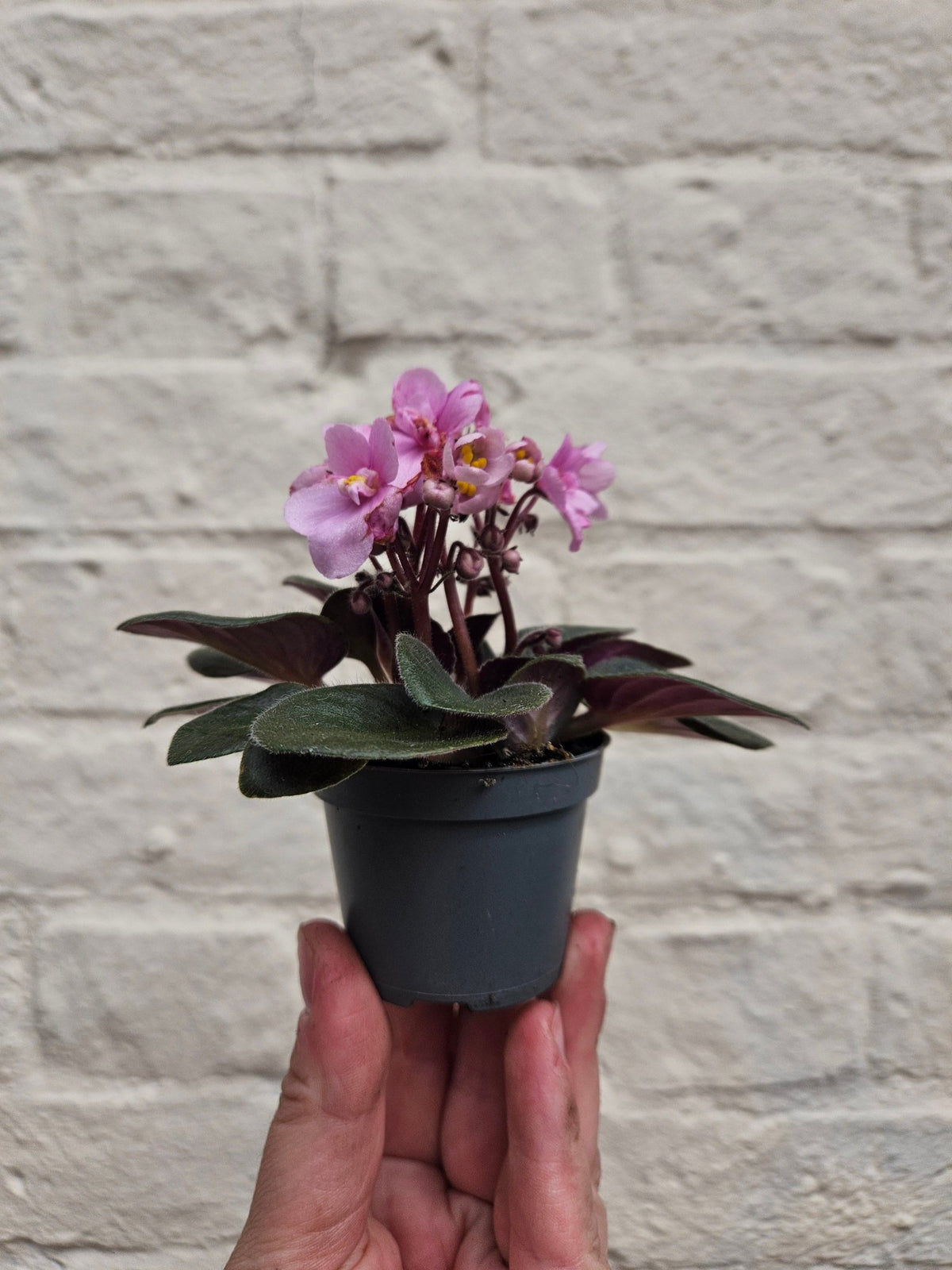 Saintpaulia ionantha (African Violet) - SGP Garden Ltd